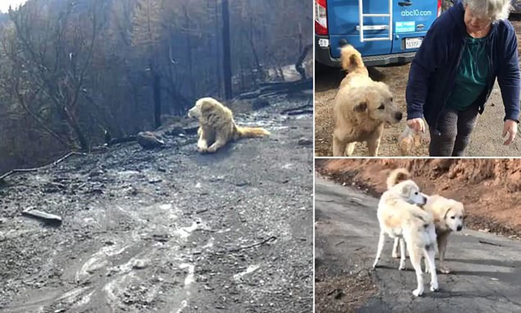 ପରିତ୍ୟକ୍ତ ଘରକୁ ଭୁଲିଗଲେ ମାଲିକାଣୀ କିନ୍ତୁ ଭୁଲିପାରିଲାନି କୁକୁର ! ମାସେ ଧରି ଜଗିରହିଥିଲା ଘର ।