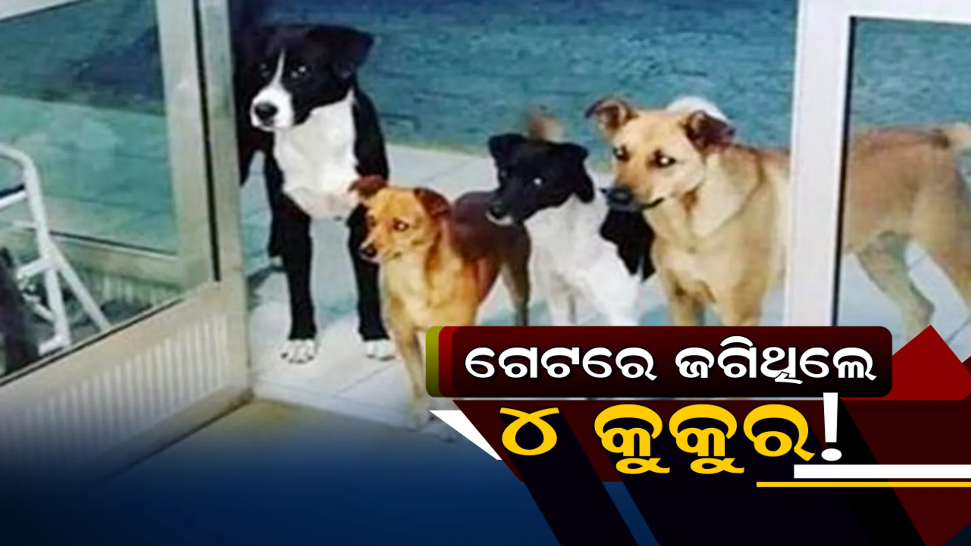 ଡାକ୍ତରଖାନା ମୁଖ୍ୟଦ୍ୱାରରେ ଠିଆ ହୋଇଥିଲେ ୪ କୁକୁର,ସମ୍ପୁର୍ଣ୍ଣ ଘଟଣା ଶୁଣିବା ପରେ କର୍ମଚାରୀଙ୍କ ଆଖିରେ ଆସିଗଲା ଲୁହ ।