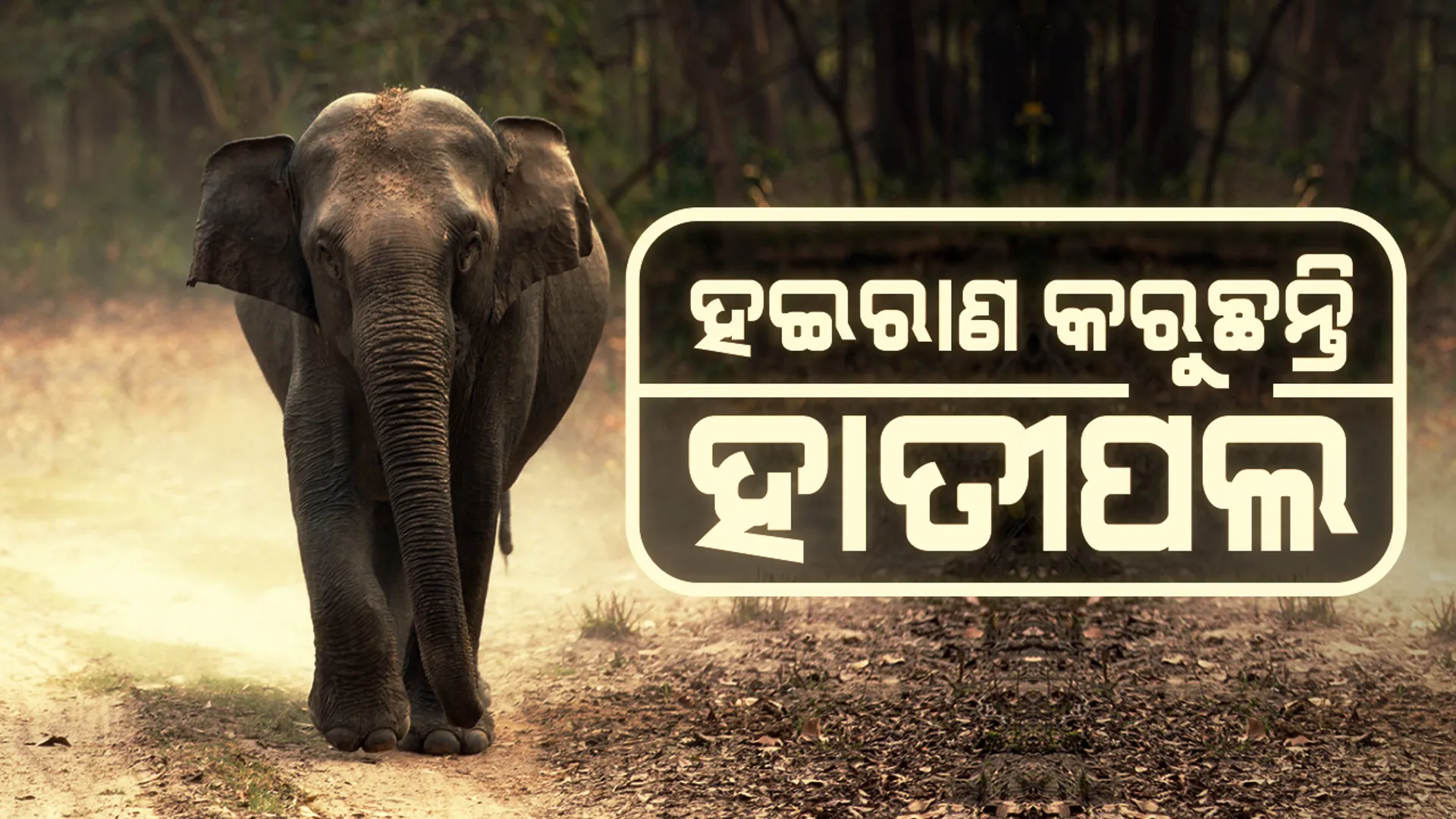 ଚମ୍ପୁଆରେ ହାତୀ ଆତଙ୍କ । ଗାଁ ଭିତରେ ପଶୁଛନ୍ତି , ଫସଲ ନଷ୍ଟ କରୁଛନ୍ତି