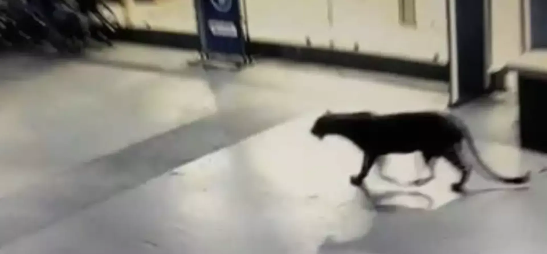 ସପିଙ୍ଗ ମଲ ପରିସରରେ ଦେଖିବାକୁ ମିଳିଲା କଲରାପତ୍ରିଆ ବାଘ, ପୁଲିସର ସର୍ଚ୍ଚ ଅପରେସନ୍ ଜାରି