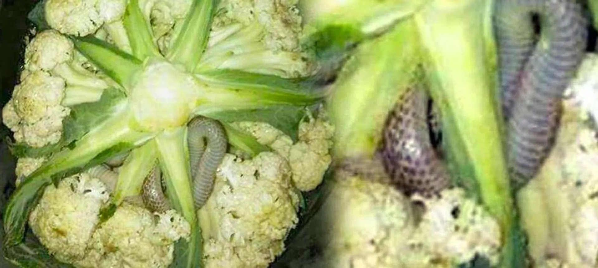 କୋବିରୁ ବାହାରୁଛି ସବୁଜ ସାପ ! କୋବି ସହ ମିଶିଯାଉଛି ରଙ୍ଗ ,କିଣିବା ପୂର୍ବରୁ ଭଲଭାବେ ପରଖନ୍ତୁ ନଚେତ୍ ଅକାଳରେ ଚାଲିଯିବ ଜୀବନ ।