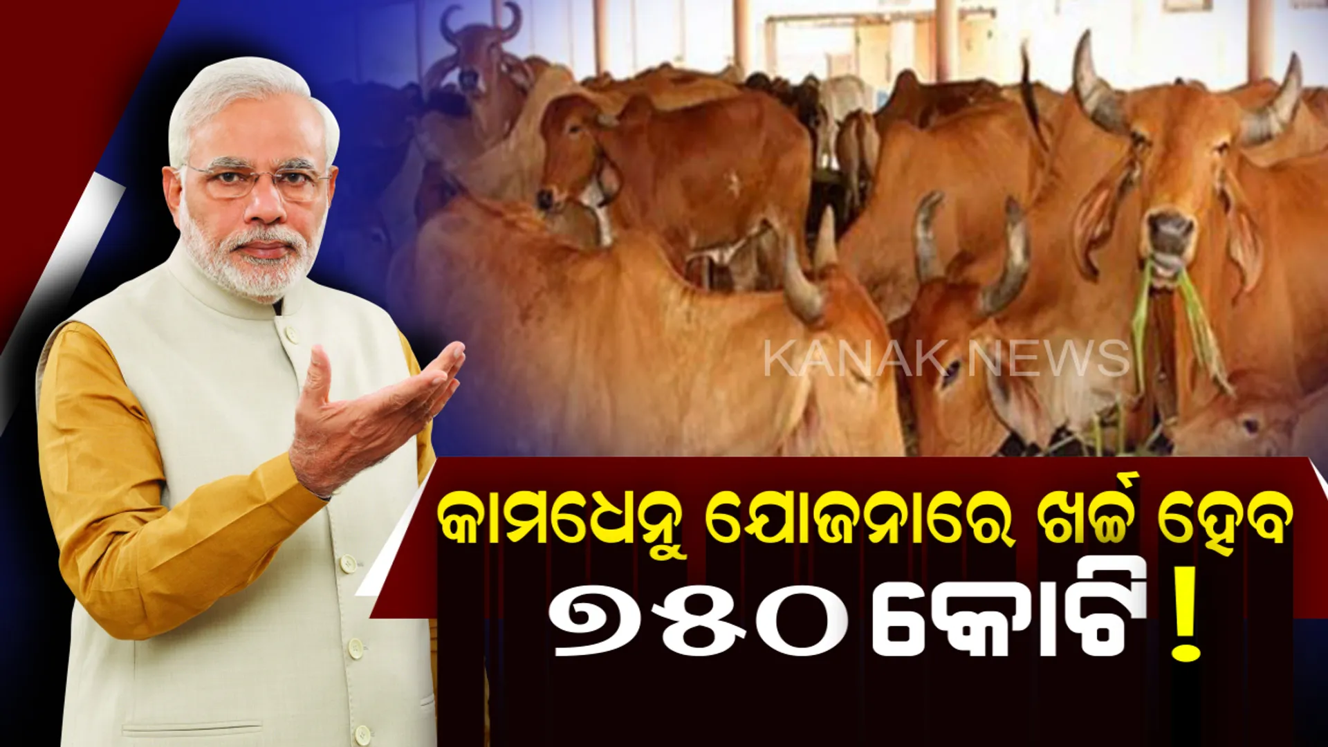 ଗୋମାତା ପାଇଁ ଯୋଜନା କଲେ ମୋଦି ସରକାର ! ୭୫୦ କୋଟି ଟଙ୍କାରେ ଆରମ୍ଭ ହେବାକୁ ଯାଉଛି କାମଧେନୁ ଯୋଜନା ।