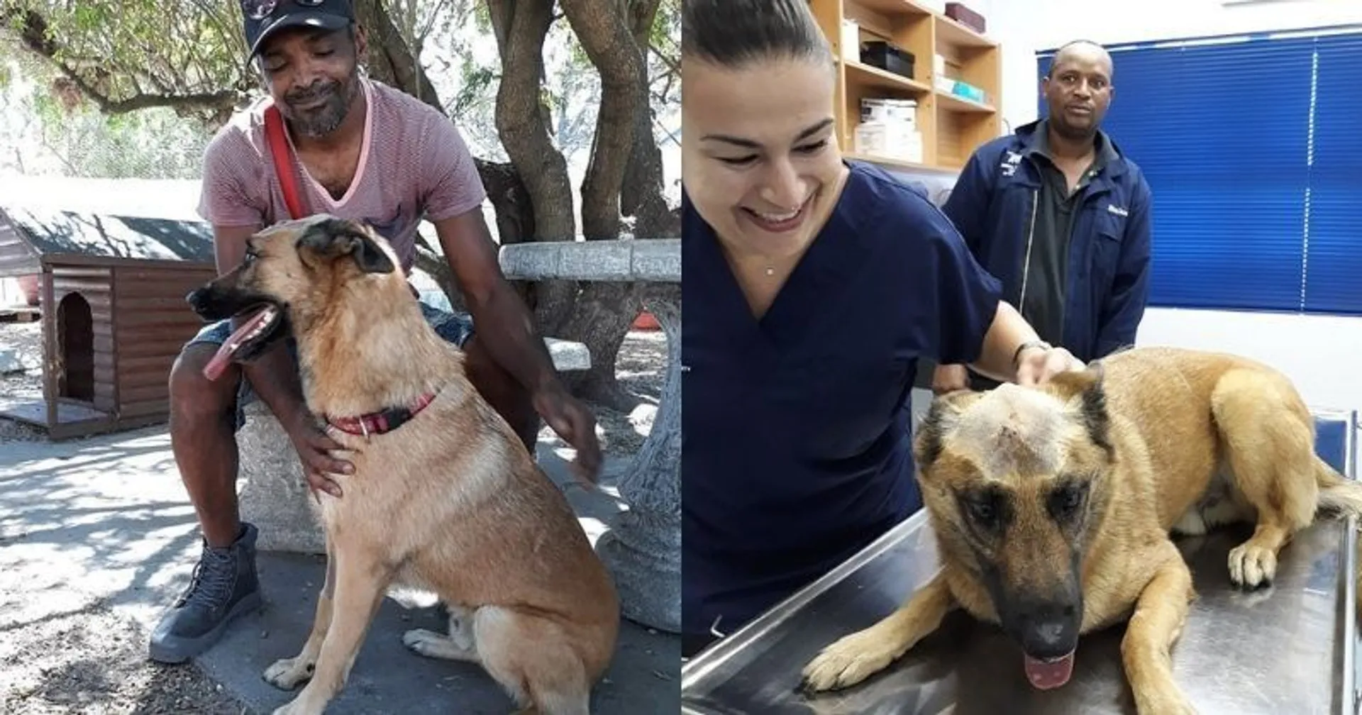 ସାହସିକତା ଦେଖାଇଲା କୁକୁର ! ମାଲିକକୁ ବଂଚାଇବା ପାଇଁ ମୁଣ୍ଡରେ ଛୁରାମାଡ ଖାଇଲା ପୋଷା କୁକୁର ।