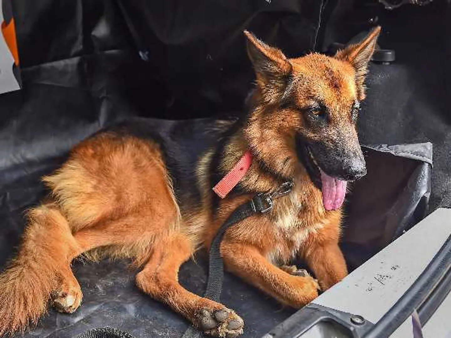 ଟଙ୍କା ପାଇଁ ଭୁଲିଗଲେ ମାନବିକତା ! ଫିସ୍ ନ ଦେବା କାରଣରୁ ରୋଗୀ ସଂପର୍କୀୟଙ୍କ ପଛରେ କୁକୁର ଛାଡିଦେଲେ ଡାକ୍ତର ।