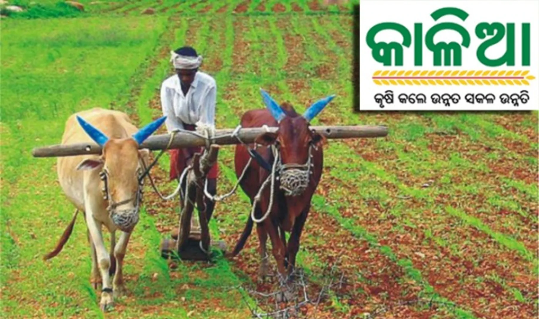 କାଳିଆ ଟଙ୍କା ବନ୍ଦ କରିବାକୁ ଚକ୍ରାନ୍ତ କରୁଛି ବିଜେପି ! ଚାଷୀଙ୍କ ସ୍ୱାର୍ଥରେ ବ୍ୟାଘାତ ନ ପହଞ୍ଚାଇବାକୁ ନିର୍ବାଚନ କମିସନଙ୍କ ଦ୍ୱାରସ୍ଥ ହେଲା ବିଜେଡି