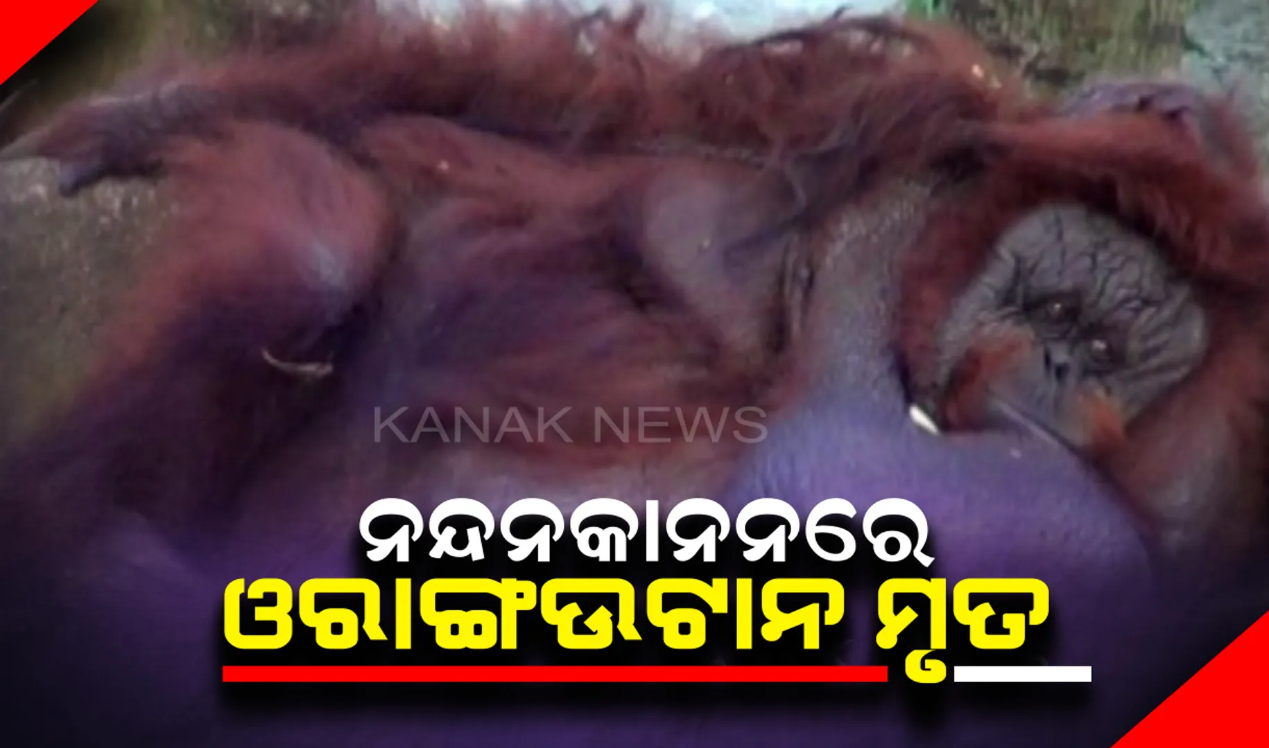 ନନ୍ଦନକାନନର ଏକମାତ୍ର ଓରାଙ୍ଗଉଟାନର ‘ବିନି’ର ମୃତ୍ୟୁ