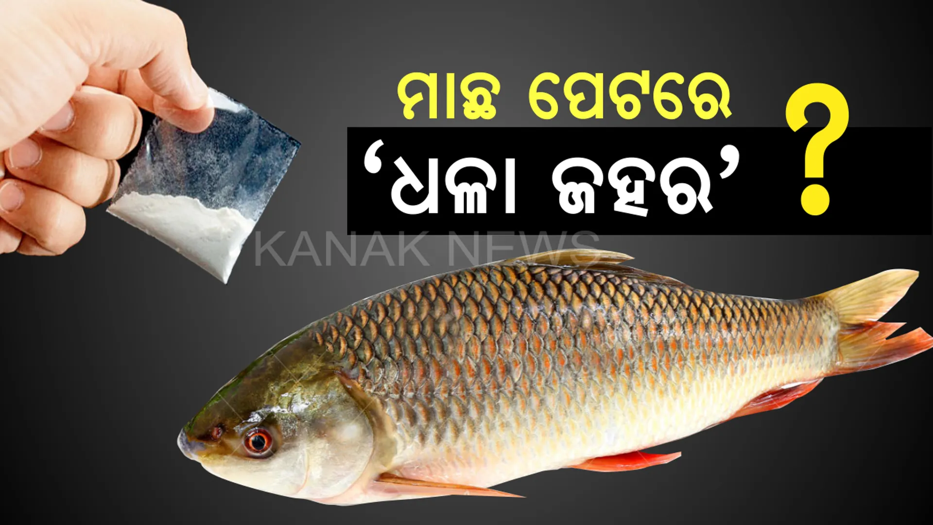 ମାଛ ପେଟରେ ବ୍ରାଉନସୁଗାର ! ବାଲେଶ୍ୱରରୁ ବିପୁଳ ପରିମାଣରେ ଧଳା ପାଉଡର ଧରାପଡିବା ପରେ ସନ୍ଦେହ ଘେରରେ ମାଛ ଲିଙ୍କ୍ ?