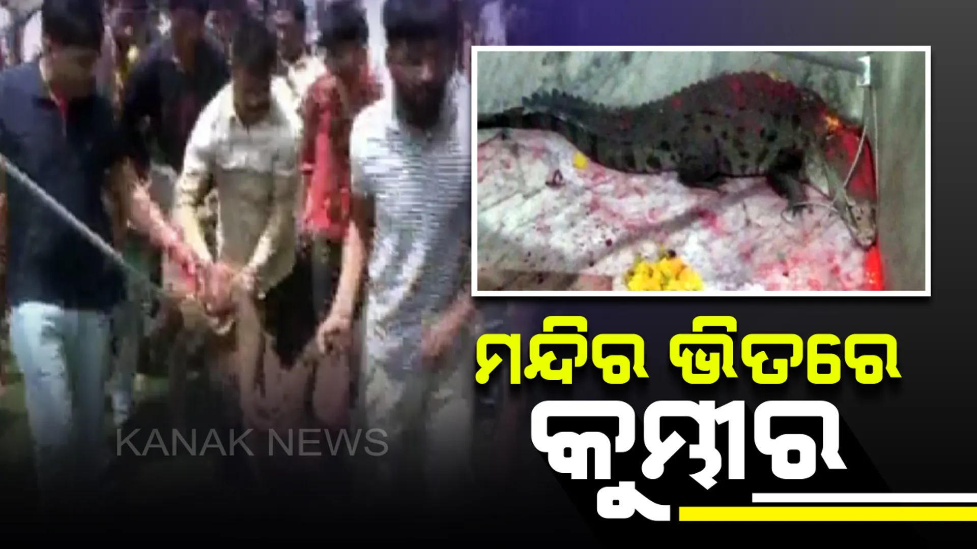 ଗୁଜୁରାଟ ମହିସାଗର ଖୋଦିୟାର ମାତା ମନ୍ଦିରରୁ ଉଦ୍ଧାର ହେଲା କୁମ୍ଭୀର : ଦେଖିବାକୁ ଲୋକଙ୍କ ଭିଡ, ମଆଙ୍କ ବାହାନ ଭାବି ପୂଜାର୍ଚ୍ଚନା