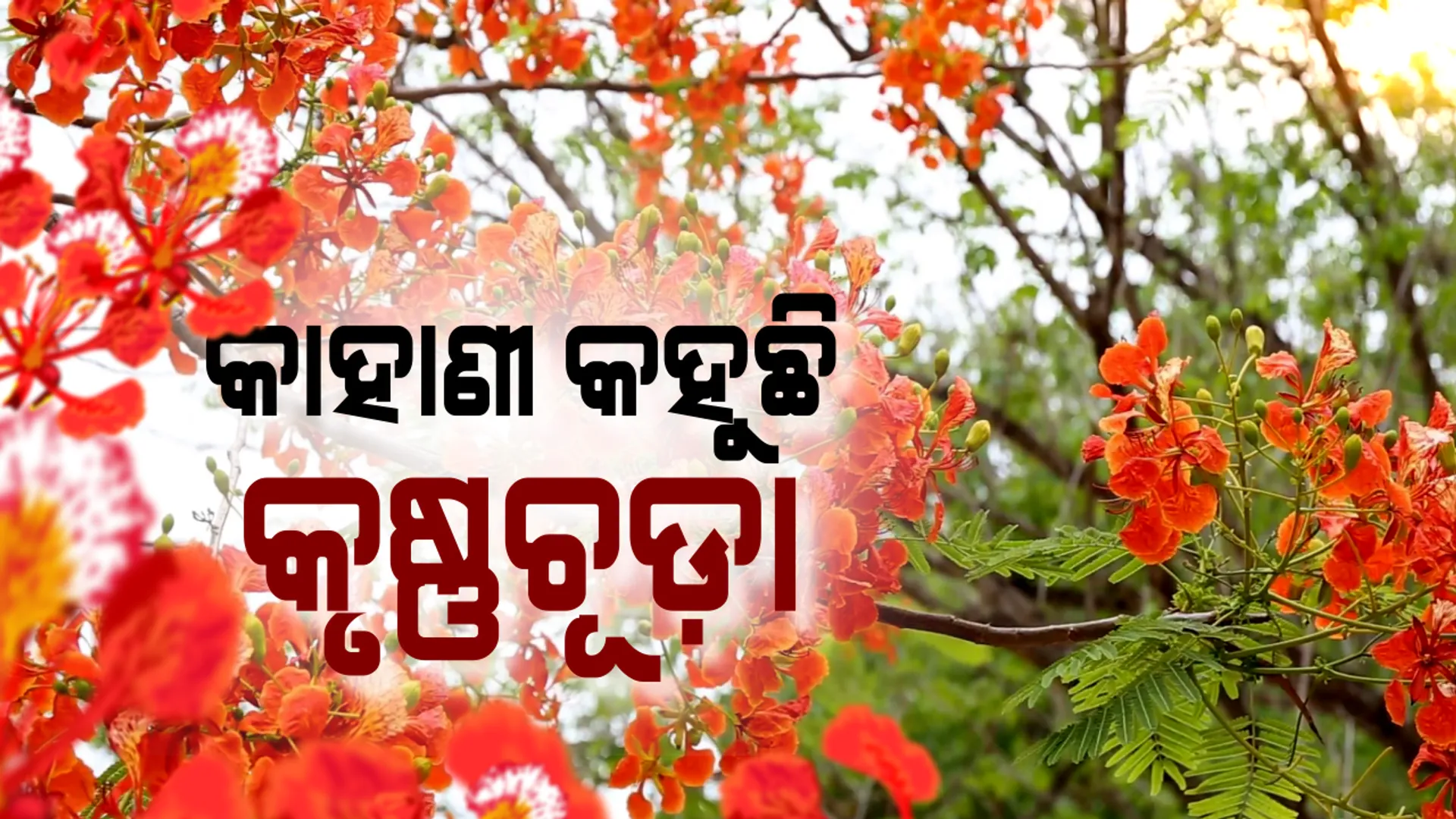 କାନ୍ଦୁଛି, କର୍ତ୍ତବ୍ୟ କରୁଛି: ପରିବାରକୁ ହରାଇ ମଧ୍ୟ ହସ ବାଣ୍ଟୁଛି । ରାସ୍ତାରେ ଅଟକନ୍ତୁ ଆଉ କୃଷ୍ଣଚୂଡ଼ାର ହସ ଦେଖି ଅକ୍ଷୟ ମହାନ୍ତିଙ୍କ ଗୀତ ଶୁଣନ୍ତୁ...