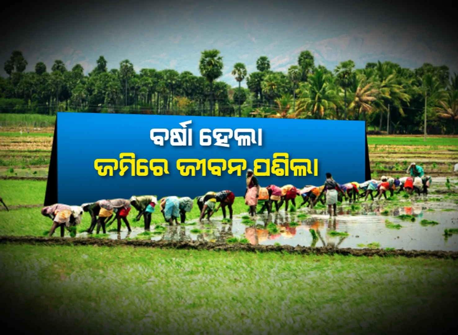 ଚାଷୀ ମୁହଁରେ ଫେରିଲା ହସ : ବର୍ଷା ପରେ ଧାନରୁଆ ଓ ବେଉସଣ କାମରେ ବ୍ୟସ୍ତ ଚାଷୀପୁଅ