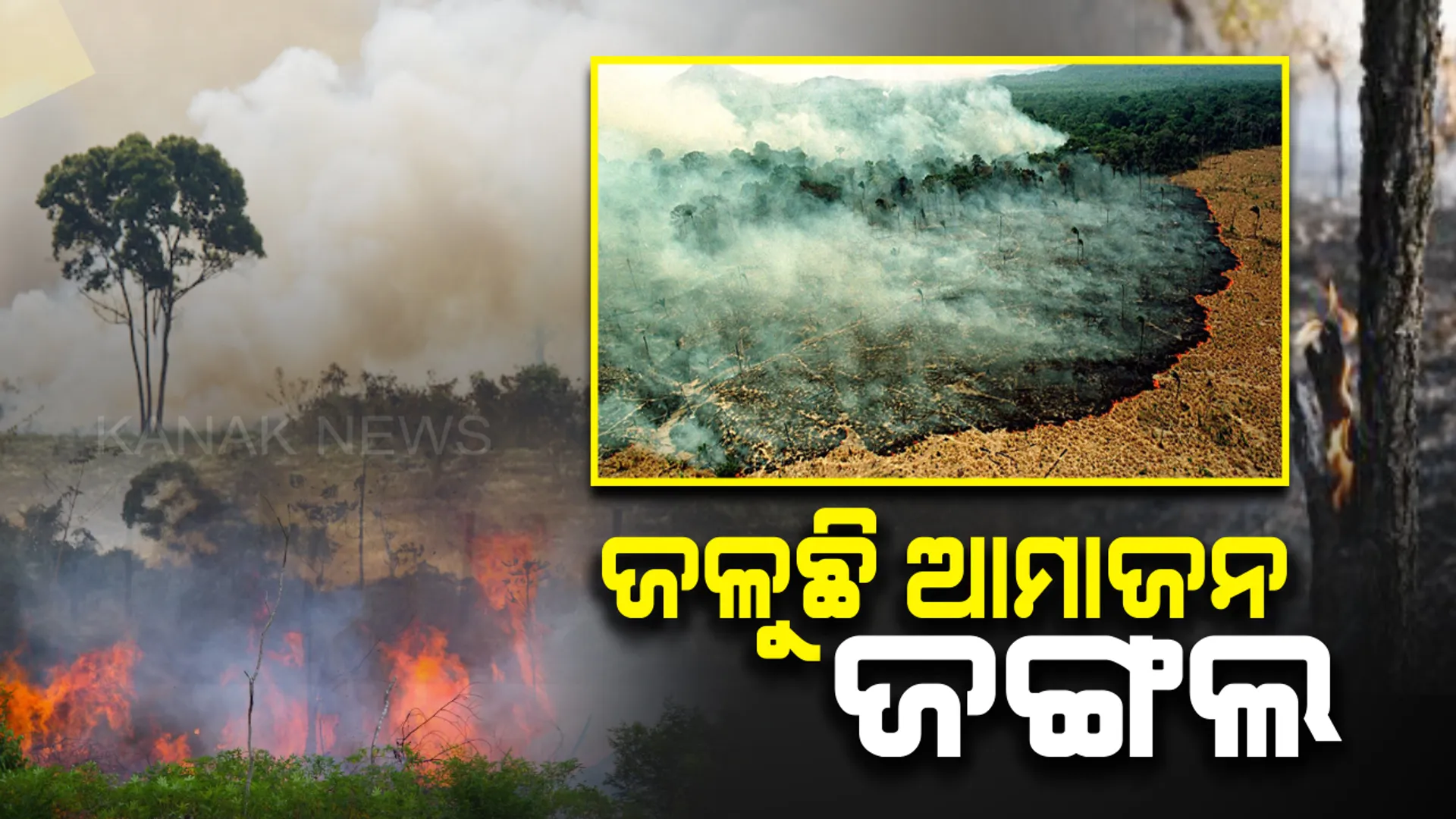 ବିଶ୍ୱର ସବୁଠୁ ବଡ ଜଙ୍ଗଲରେ ଲାଗିଛି ନିଆଁ : ଦୀର୍ଘ ୩ ସପ୍ତାହ ଧରି ଜଳୁଛି ବ୍ରାଜିଲର ଆମାଜନ ଜଙ୍ଗଲ