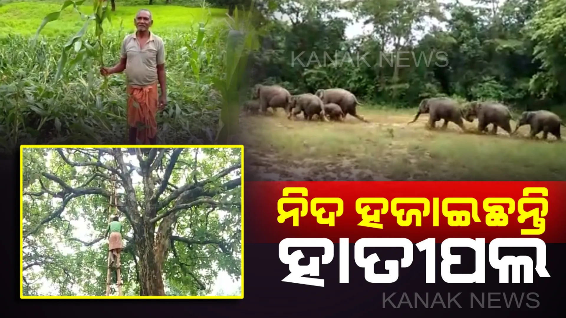 କେନ୍ଦୁଝରରେ ନିଦ ହଜାଇଦେଲାଣି ହାତୀପଲ :  ୨ମାସ ହେଲାଣି ନଷ୍ଟ କରୁଛନ୍ତି ଫସଲ