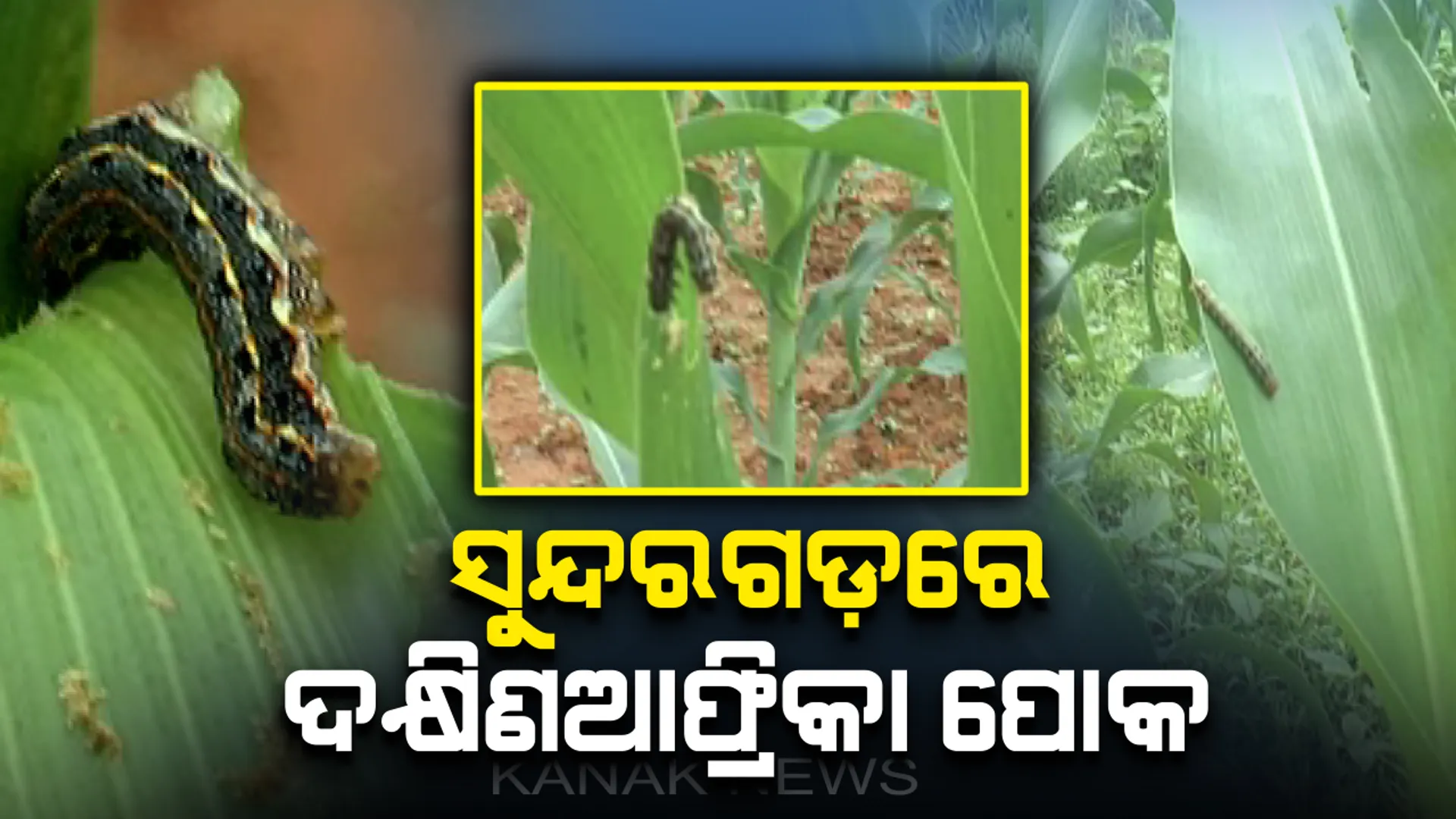 ବୋଝ ଉପରେ ନଳିତା ବିଡ଼ା : ମରୁଡ଼ି ଆଶଙ୍କା ଭିତରେ ସୁନ୍ଦରଗଡ଼ ଜିଲ୍ଲାରେ ସାଉଥ ଆଫ୍ରିକା ପୋକ ଆତଙ୍କ,ଚାଷୀ ମୁଣ୍ଡରେ ଚଡକ