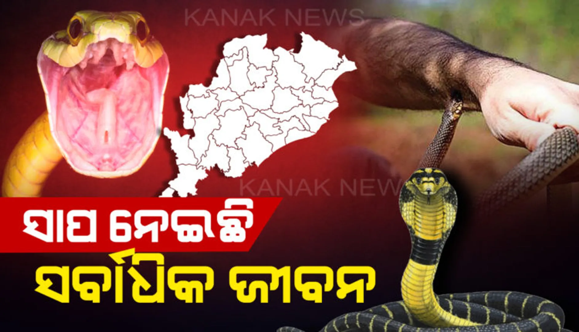 ସୁନ୍ଦରଗଡରେ ସର୍ପାଘାତରେ ଭାଇ ଭଉଣୀଙ୍କ ମୃତ୍ୟୁ । ରାଜ୍ୟରେ ବଢୁଛି ସର୍ପାଘାତ ଜନିତ ମୃତ୍ୟୁ ସଂଖ୍ୟା । ୩ ବର୍ଷରେ ଗଲାଣି ୨୨୧୭ ଜୀବନ