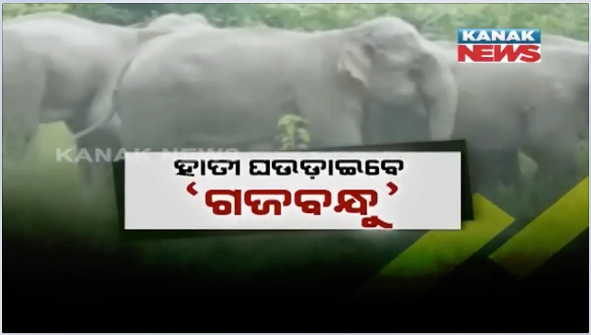 ହାତୀ ଘଉଡ଼ାଇବା ପାଇଁ ଅନୁଗୁଳ ବନଖଣ୍ଡର ନୂଆ ଯୋଜନା ‘ଗଜବନ୍ଧୁ’: ଗ୍ରାମାଞ୍ଚଳ ଯୁବକଙ୍କୁ ପ୍ରଶିକ୍ଷଣ ଦେବେ ବନକର୍ମଚାରୀ, ମିଳିବ ପାରିଶ୍ରମିକ