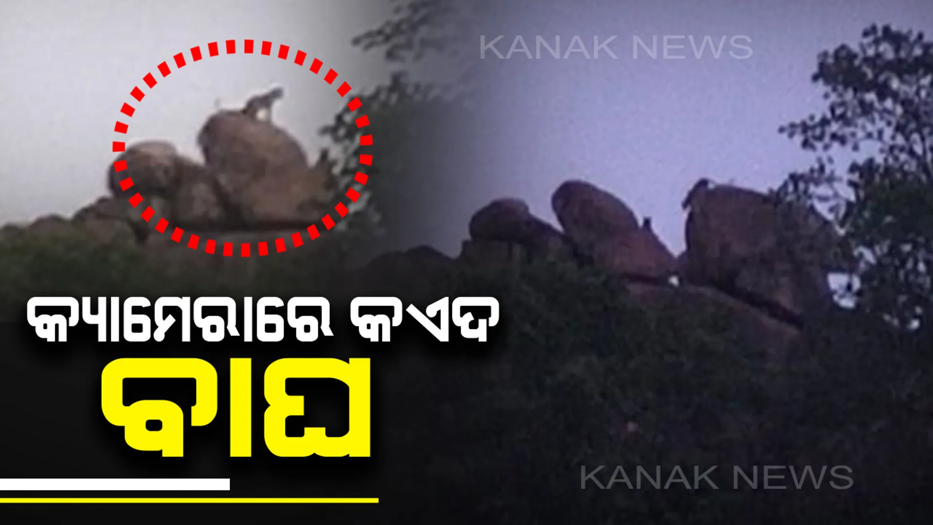 ନୂଆପଡା ଜିଲ୍ଲାରେ ପୁଣି ବାଘ ଆତଙ୍କ : ମୁସୁରଙ୍ଗି ଜଙ୍ଗଲରେ ୨ କଲରାପତରିଆ ବାଘର ଫଟୋ କଏଦ କଲେ ଗାଁ ଲୋକେ, ଭୟଭୀତ ଗ୍ରାମବାସୀ