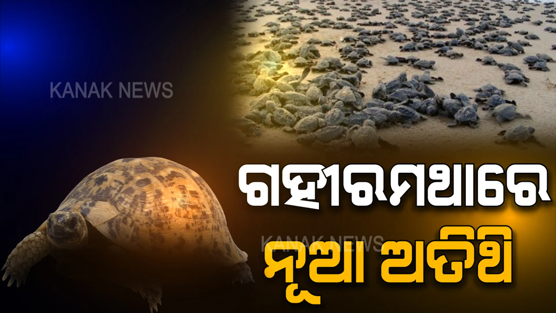 ଗହୀରମଥାରେ ନୂଆ ଅତିଥି: ବଂଶ ବୃଦ୍ଧି କରିବାକୁ ହଜାର ହଜାର ଅଲିଭରିଡଲେ କଇଁଛଙ୍କ ଭିଡ଼