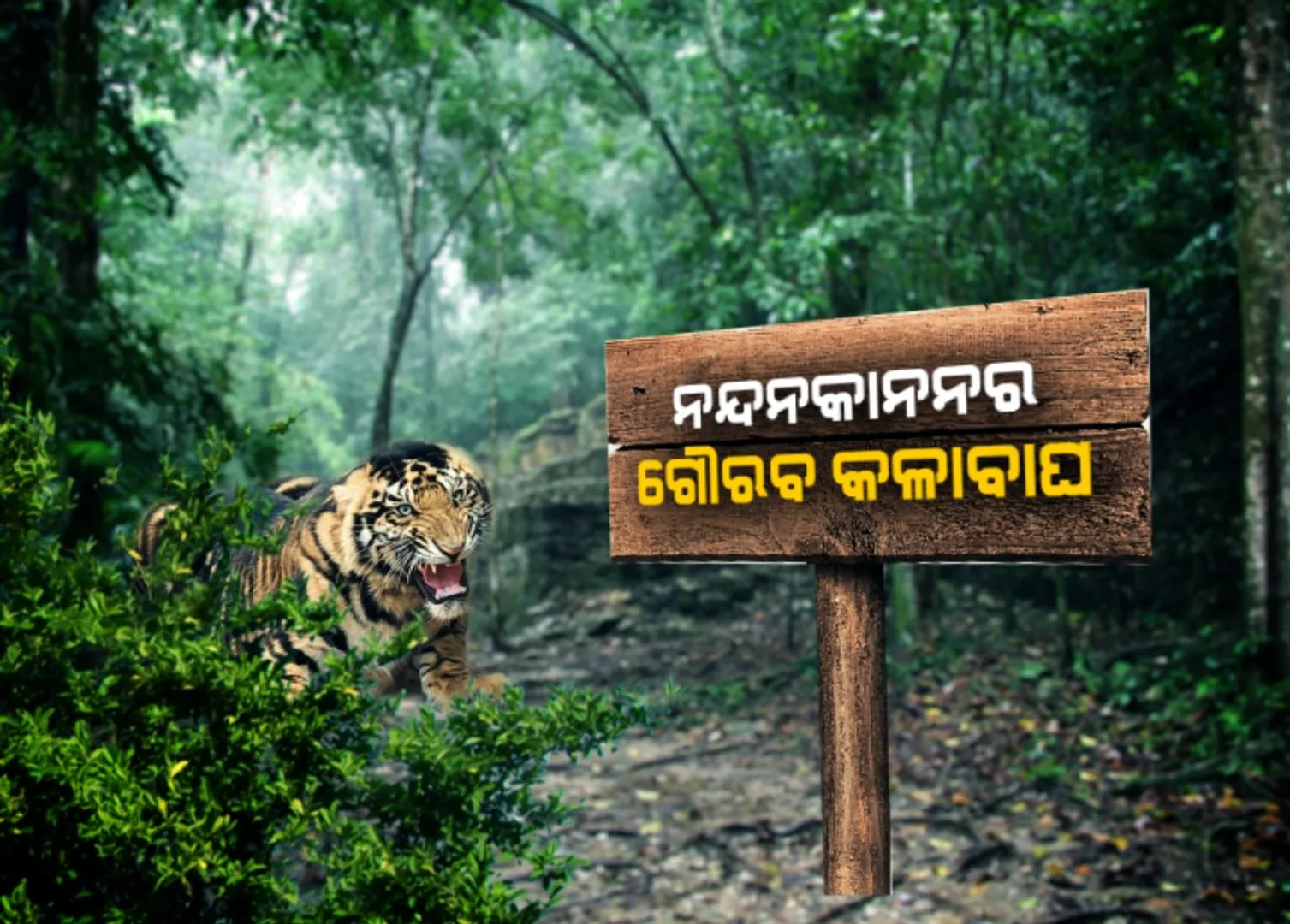 ନନ୍ଦନକାନନର ୬୦ ବର୍ଷ ପୂର୍ତ୍ତି ଅବସରରେ ସାମ୍ନାକୁ ଆସିଲେ ବିରଳ କଳାବାଘ । ଜନ୍ମର ବର୍ଷକ ପରେ ପର୍ଯ୍ୟଟକ ଦେଖିଲେ କଳାବାଘ ସ୍ପନ୍ଦନ ଓ ବାସୁ