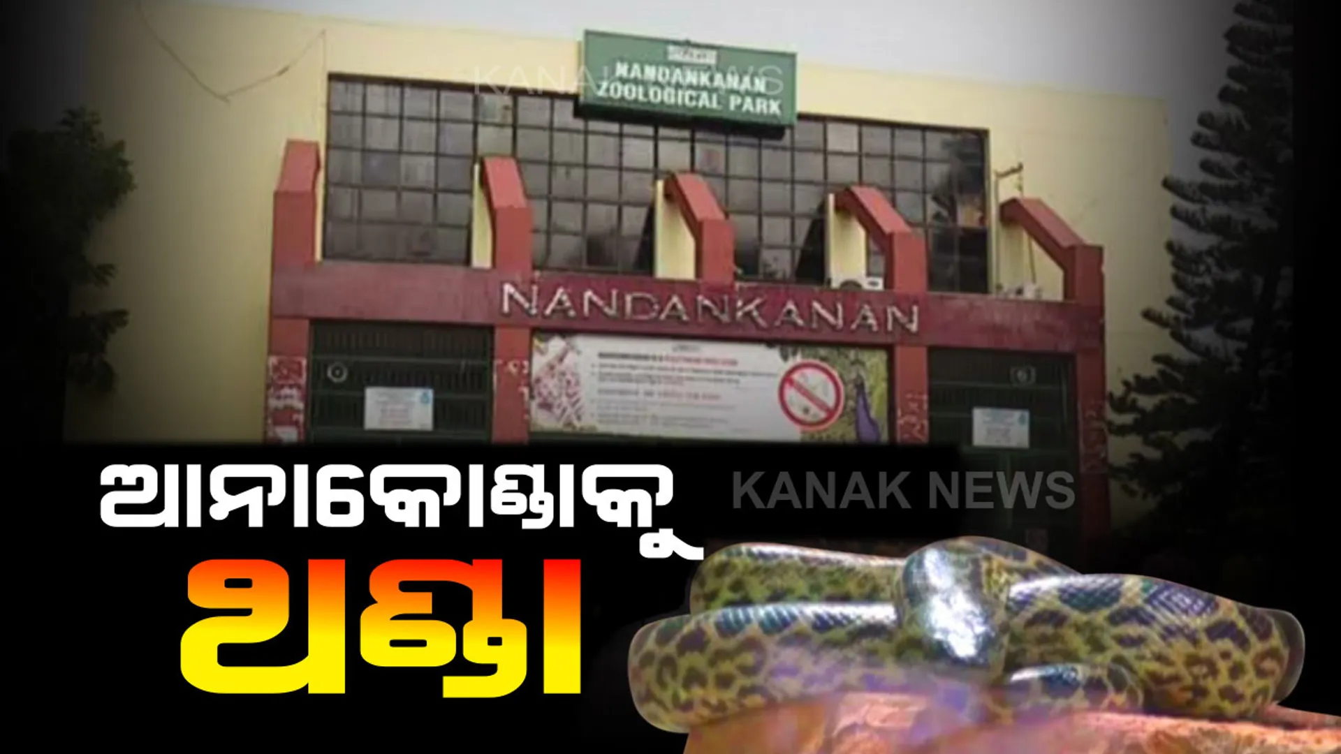 ଆନାକୋଣ୍ଡାଙ୍କୁ ବିପଦ ‘ନନ୍ଦନକାନନ’ । ୨ ଆନାକୋଣ୍ଡା ମରିବା ପରେ ପୁଣି ଏକ ଗୁରୁତର । ପ୍ରୋଟୋଜନ ଦ୍ୱାରା ସାପ  ସଂକ୍ରମିତ ହୋଇଥିବା ଅନୁମାନ