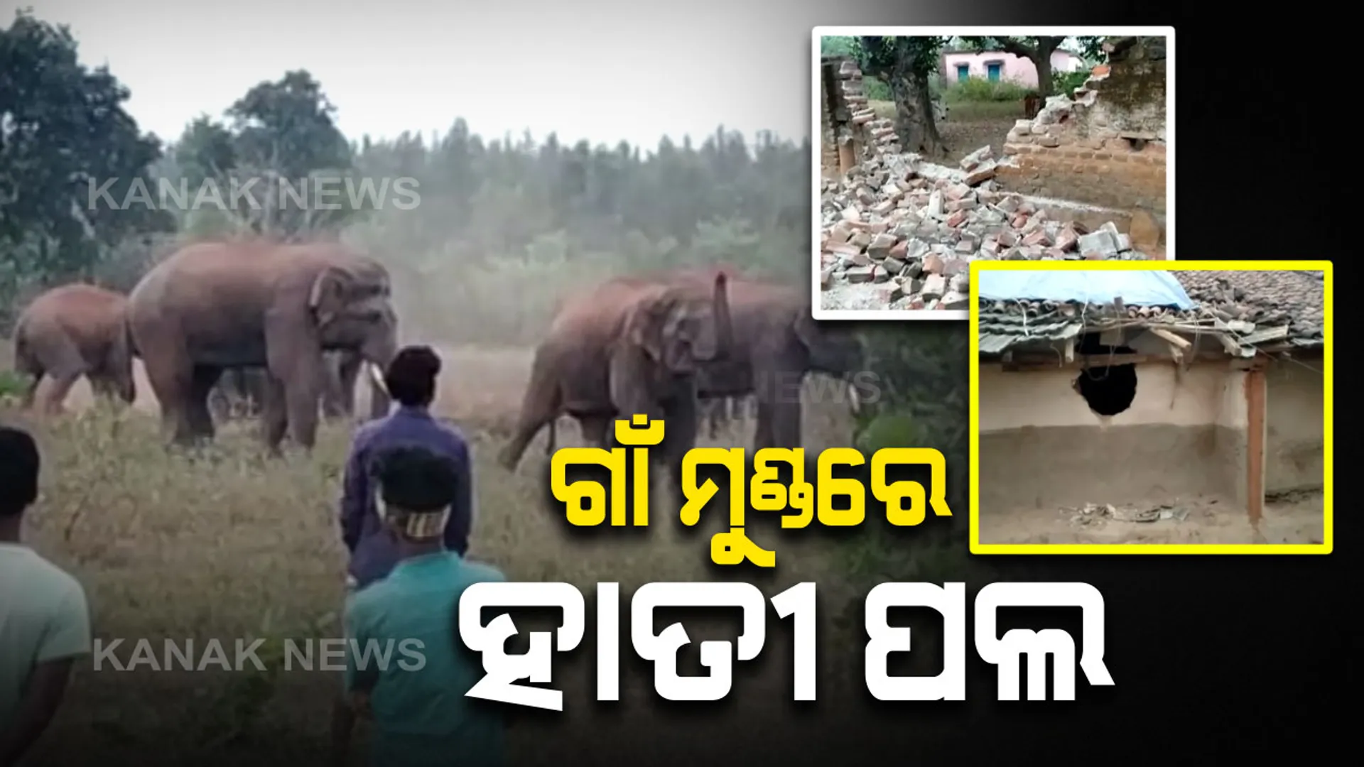 ସୁନ୍ଦରଗଡରେ ମାତିଛନ୍ତି ହାତୀପଲ । ଜଙ୍ଗଲ ଛାଡି ମୁହାଁଇଛନ୍ତି ଗାଁ : କୁତ୍ରା ଓ ବଡଗାଁ ଅଂଚଳରେ ୫୦ ହାତୀଙ୍କ ଉପଦ୍ରବ