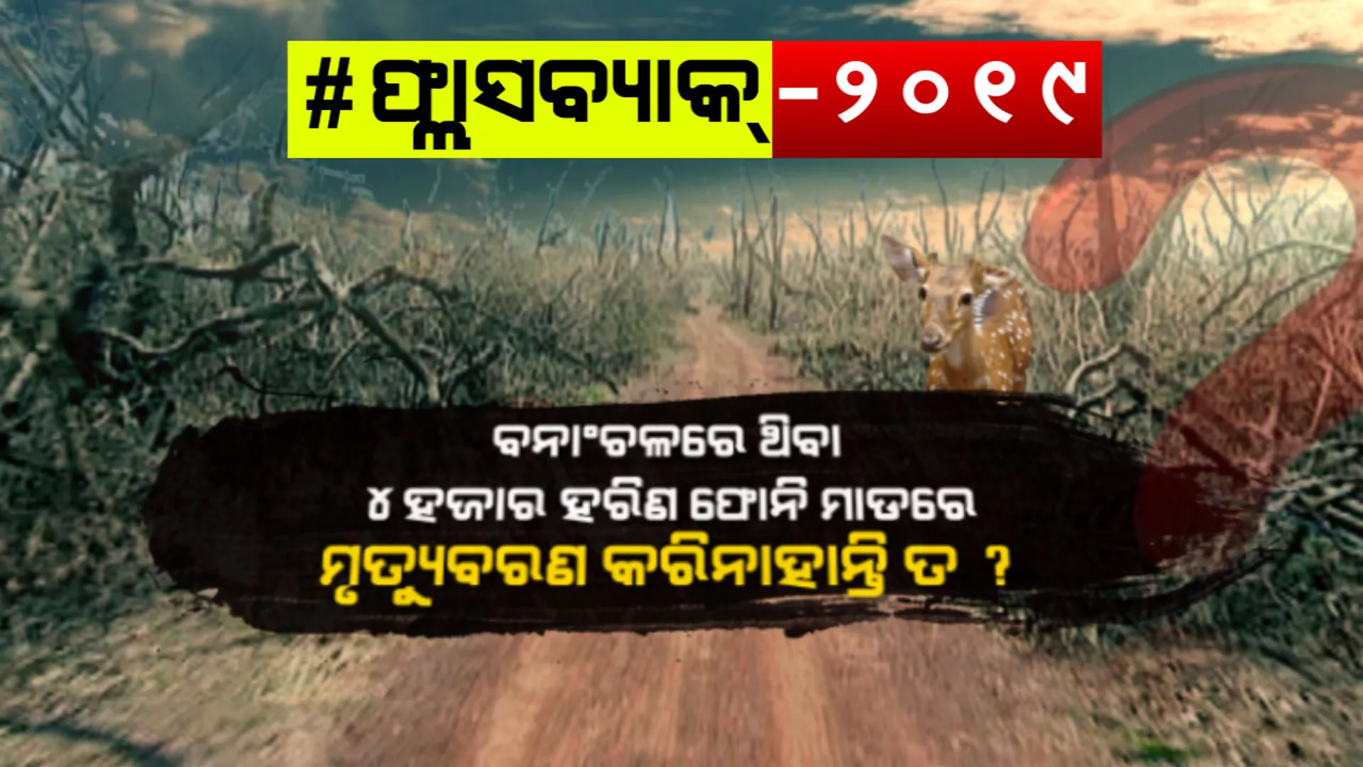 ଭୟଙ୍କର ବାତ୍ୟା ଫୋନି ଉଜାଡିଦେଇଥିଲା ବାଲୁଖଣ୍ଡ ଅଭୟାରଣ୍ୟ : ୪ ହଜାରରୁ ଅଧିକ ଚିତ୍ର ହରିଣଙ୍କ ମିଳିନଥିଲା ପତ୍ତା , ସେହି ସମୟର ବଡ ପ୍ରଶ୍ନ ଥିଲା କୁଆଡେ ଗଲେ ହରିଣ ?