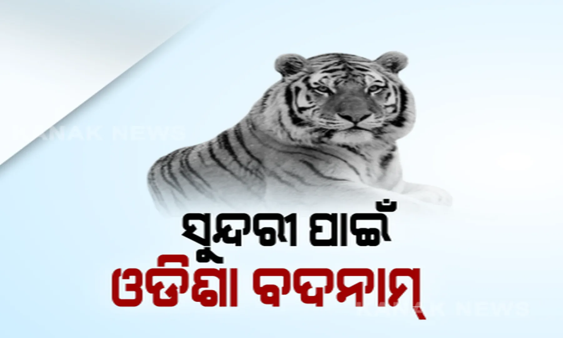 'ବାଘୁଣୀ'କୁ ଫେରାଇ ନେବାକୁ ଏନଟିସିଏର ଚିଠି ପରେ କର୍ତ୍ତୃପକ୍ଷଙ୍କ ସଫେଇ । ଚିଫ୍ ୱାଇଲ୍ଡ ଲାଇଫ୍ ୱାର୍ଡେନ କହିଲେ, ବ୍ୟାଘ୍ର ପ୍ରକଳ୍ପ ବିଫଳ ହେବା କହିବା ଠିକ୍ ହେବନି