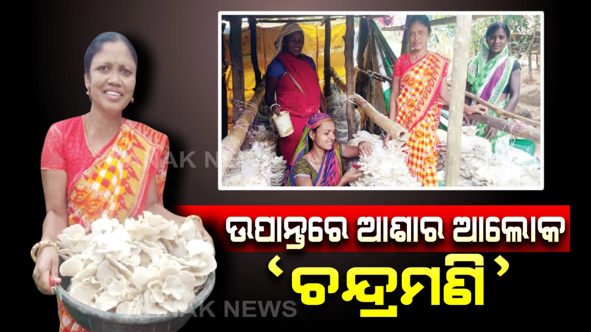 ଅସହାୟ ମହିଳାଙ୍କ  ପାଇଁ ଆଶାବାଡି ସାଜିଛନ୍ତି 'ଚନ୍ଦ୍ରମଣି'...ଘରେ ବସି ନିଜେ ଆତ୍ମନିର୍ଭରଶୀଳ ହେବା ସହ ଅନ୍ୟଙ୍କୁ ବି ଦେଖାଉଛନ୍ତି ଜୀବନଜୀବିକାର ରାସ୍ତା