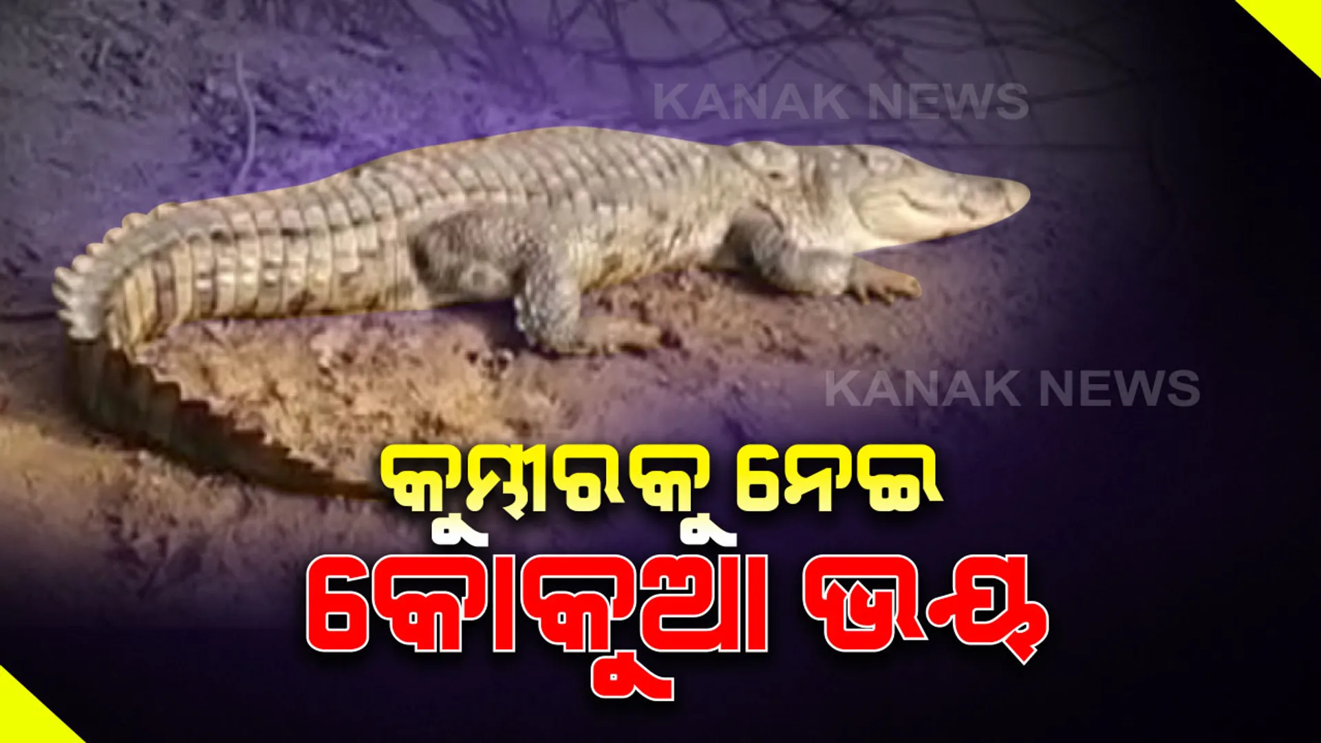 କୋରାପୁଟ ଜିଲ୍ଲା ବାଗଦେରୀ ଗାଁରେ କୁମ୍ଭୀର ଆତଙ୍କ । ନଦୀରୁ ଆସି ୪ ଦିନ ହେଲା ଗାଁ ପୋଖରୀରେ ଥିଲେ ୨ କୁମ୍ଭୀର