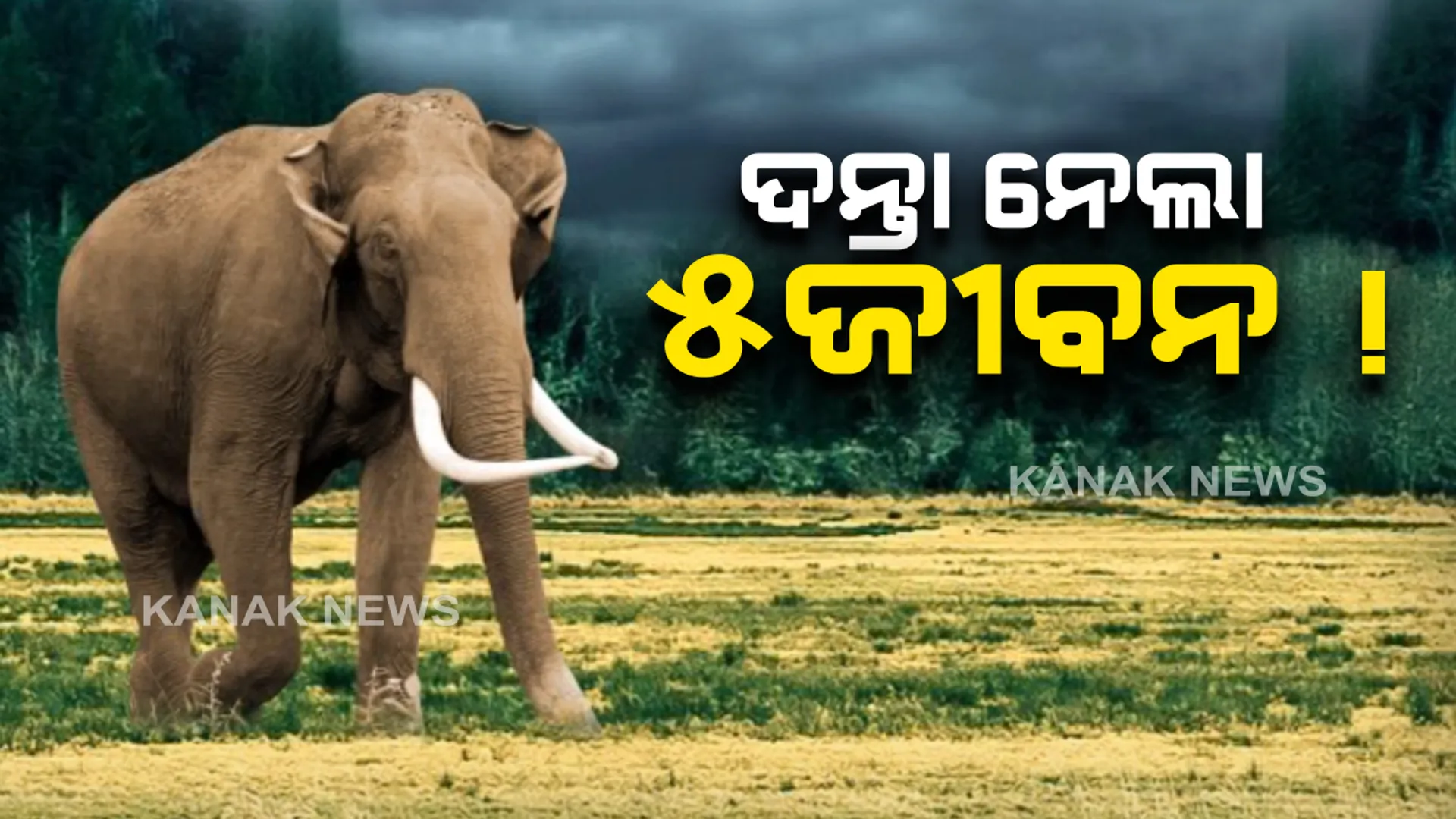 ଦନ୍ତା ନେଲା ୫ ଜୀବନ । ପିପିଲି-ଡେଲାଙ୍ଗ ଅଂଚଳରେ ଉତ୍ପାତ ମଚାଇଥିବା ବଣୁଆ ହାତୀ ଜଟଣୀ ମୁହାଁ : ହାତୀ ଘଉଡାଇବାରେ ଲାଗିଛନ୍ତି ବନବିଭାଗର ୭୦ କର୍ମଚାରୀ