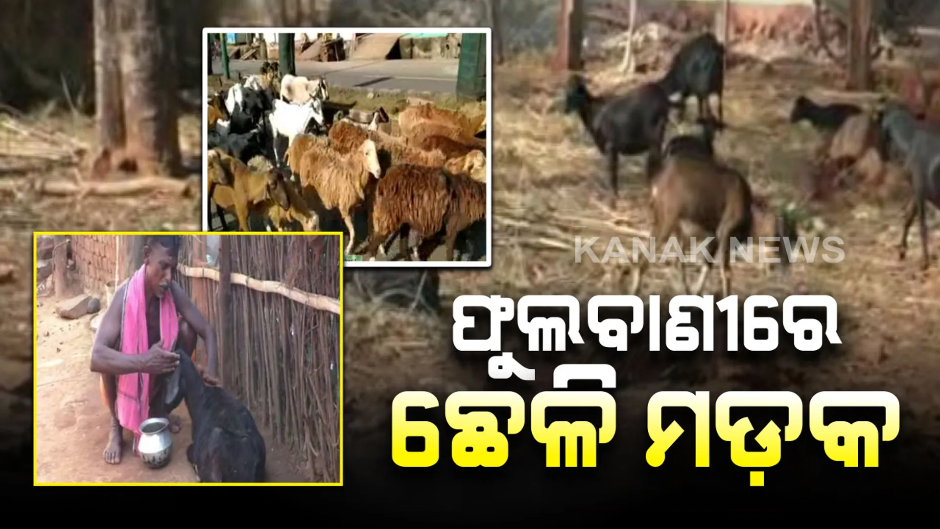 ଫୁଲବାଣୀ ଡ଼ାଙ୍ଗୁଲୁୁ ଗାଁରେ ଛେଳି ମଡ଼କ । ସପ୍ତାହକ ମଧ୍ୟରେ ଅଜଣା ରୋଗରେ ଗଲାଣି ଶହେରୁ ଅଧିକ ଛେଳିଙ୍କ ଜୀବନ