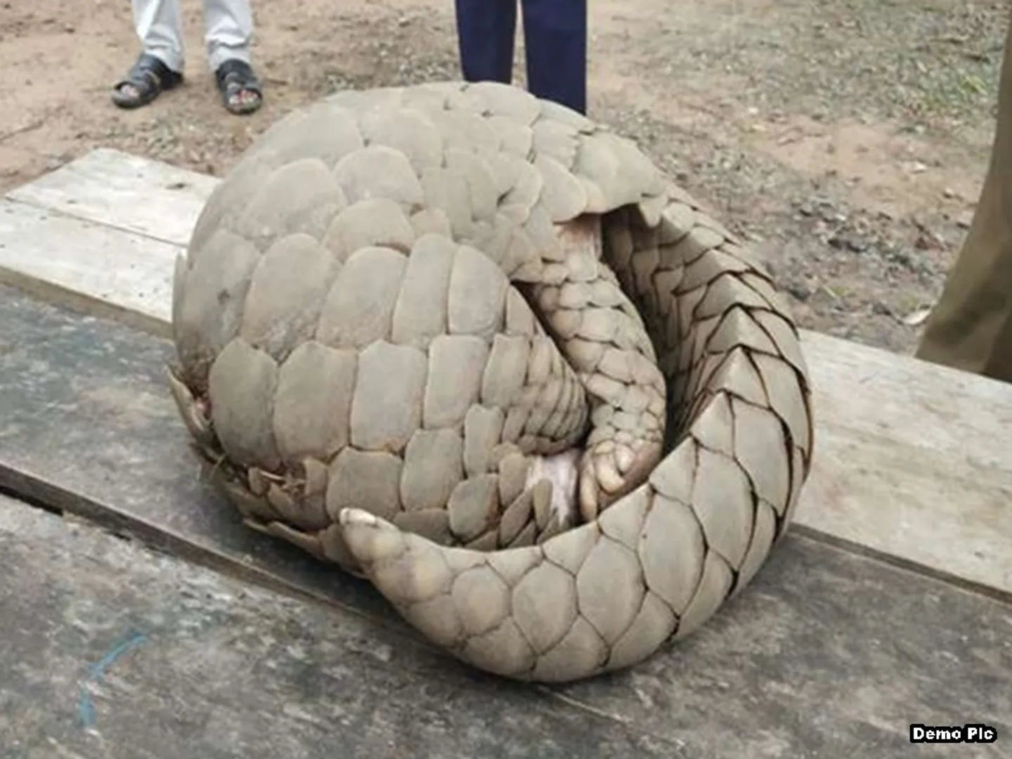 ଗମ୍ଭୀର ମାମଲା ବଜ୍ରକାପ୍ତା ଚୋରାଚାଲାଣ ! ଇଡି କରିବ ତଦନ୍ତ,କିଙ୍ଗପିନ ଅଲ୍ଲୀ ସମେତ ୧୮ ଗିରଫଙ୍କ ତଥ୍ୟ ମାଗିଲା , ସେପଟେ ଏତେ ନିଷ୍କ୍ରିୟ ବନବିଭାଗ କାହିଁକି?