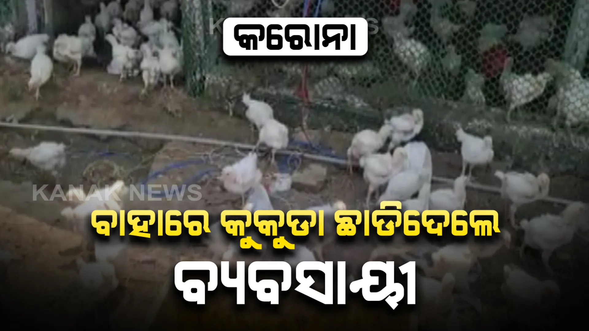 କରୋନା ଭୟରେ ପ୍ରାୟ ୪ ହଜାରରୁ ଅଧିକ କୁକୁଡାକୁ ବାହାରକୁ ଛାଡିଦେଲେ ବ୍ୟବସାୟୀ : ଗଞ୍ଜାମ କଣ୍ଟିଆଗଡରୁ ଆସିଲା ଦୃଶ୍ୟ, ବୋହି ନେବାକୁ ଗାଁ ଲୋକଙ୍କ ମଧ୍ୟରେ ପ୍ରତିଯୋଗିତା