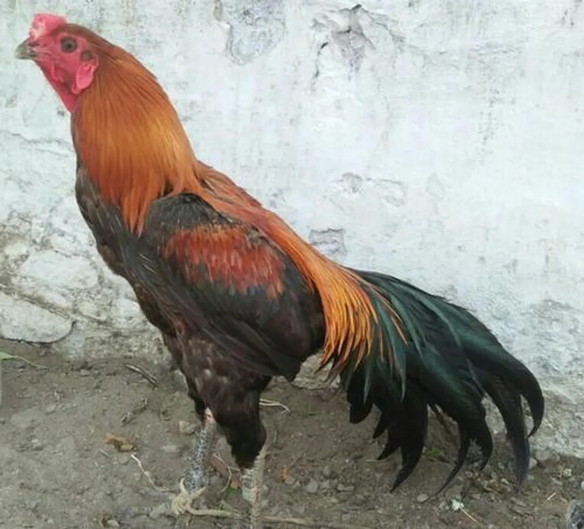 ଖୁଲମ ଖୁଲା ଚାଲିଛି ଗଞ୍ଜା ଲଢେଇ  । ହାତ ବାନ୍ଧି, ଆଖି ବୁଜି ବସିଛି ପୋଲିସ ଓ  ପ୍ରଶାସନ