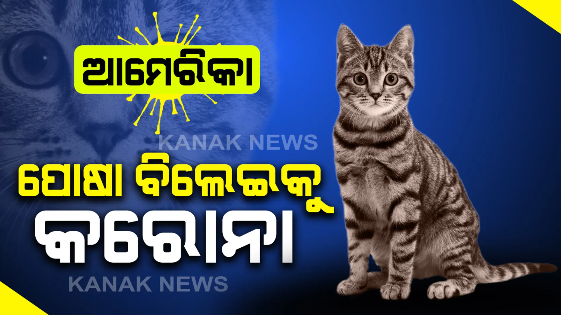 ଆମେରିକାରେ ପୋଷା ବିଲେଇକୁ କରୋନା : ନ୍ୟୁୟର୍କରେ ଦୁଇ ବିଲେଇ ଶରୀରରେ ଭୂତାଣୁ ଚିହ୍ନଟ, ଘରର ସଦସ୍ୟ କିମ୍ବା ପଡୋଶୀ ଦେହରୁ ବ୍ୟାପିଥିବା ସନ୍ଦେହ