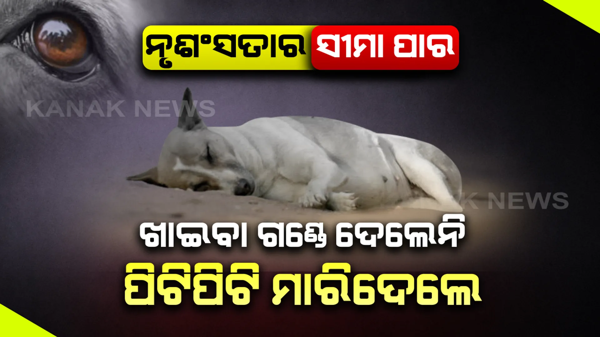 ତାଲାବନ୍ଦ ବେଳେ ମରିଗଲା ମାନବିକତା । ଗର୍ଭବତୀ କୁକୁରକୁ ପିଟିପିଟି ମାରିଦେଲେ ମହିଳା । ଅସ୍ତ୍ରୋପଚାର ପରେ ଜନ୍ମ ନେଲେ ଦୁଇ ଛୁଆ । ଛୁଆର ମୁହଁ ଦେଖିବା ଆଗରୁ ଆଖି ବୁଜିଲା ମା’