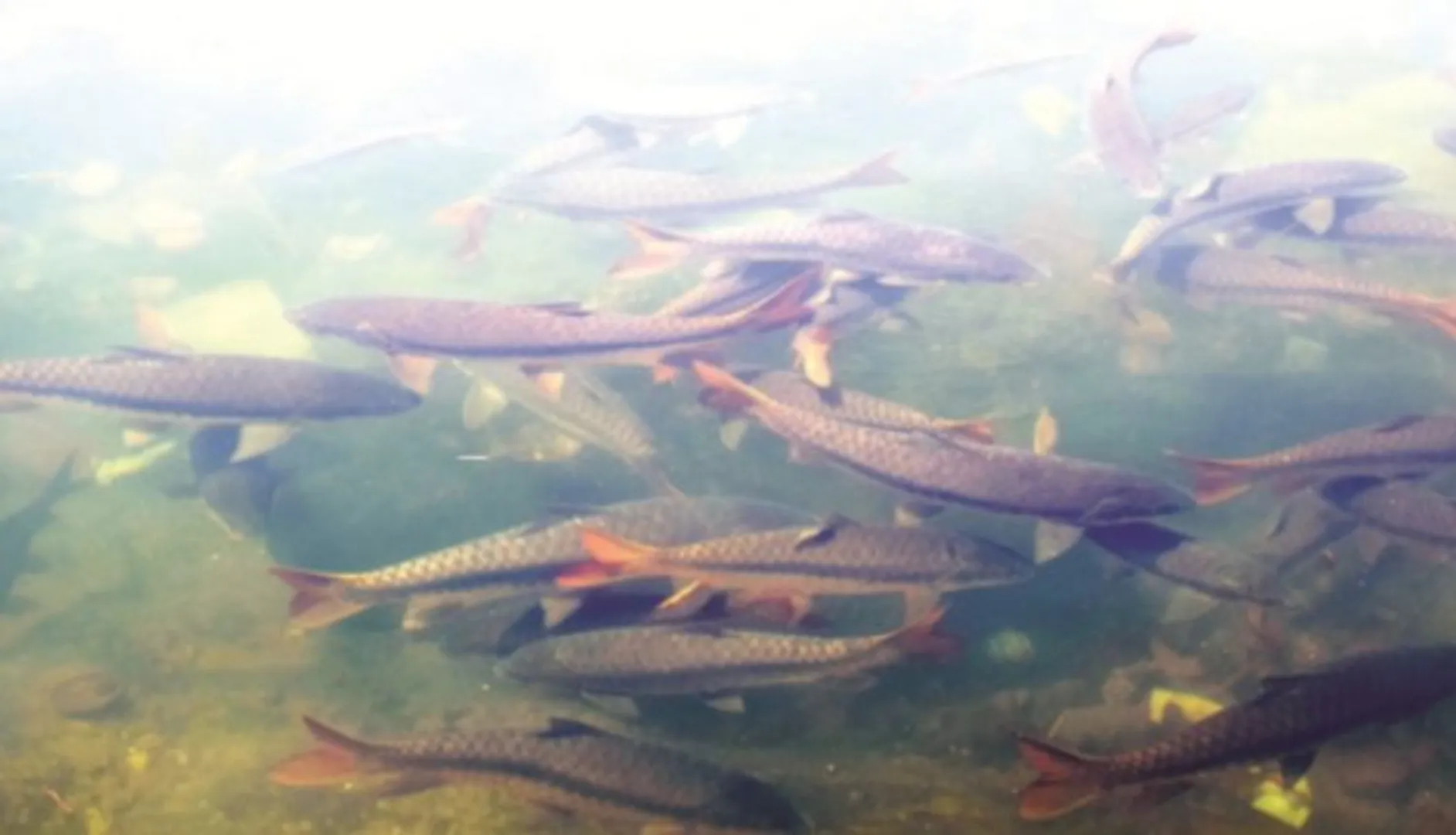 କରୋନା ପାଇଁ ଆସୁ ନାହାନ୍ତି ପର୍ଯ୍ୟଟକ : ହୁମା ମନ୍ଦିର ଖାଁ ଖାଁ, ଖାଇବାକୁ ପାଉନାହାନ୍ତି କୁଡ଼ୋ ମାଛ