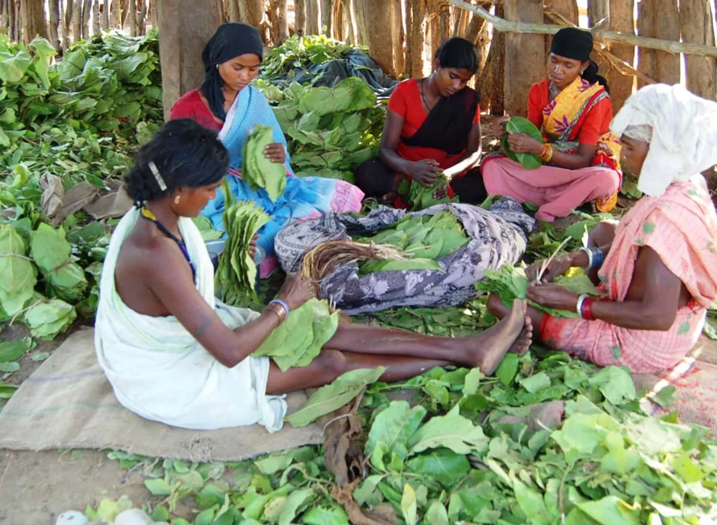 ଖାଦ୍ୟ ଯୋଗାଉଛି ସବୁଜ ସୁନା : ଲକଡାଉନ ସମୟରେ ଆଦିବାସୀଙ୍କ ପେଟକୁ ଦାନା ଯୋଗାଉଛି କେନ୍ଦୁପତ୍ର