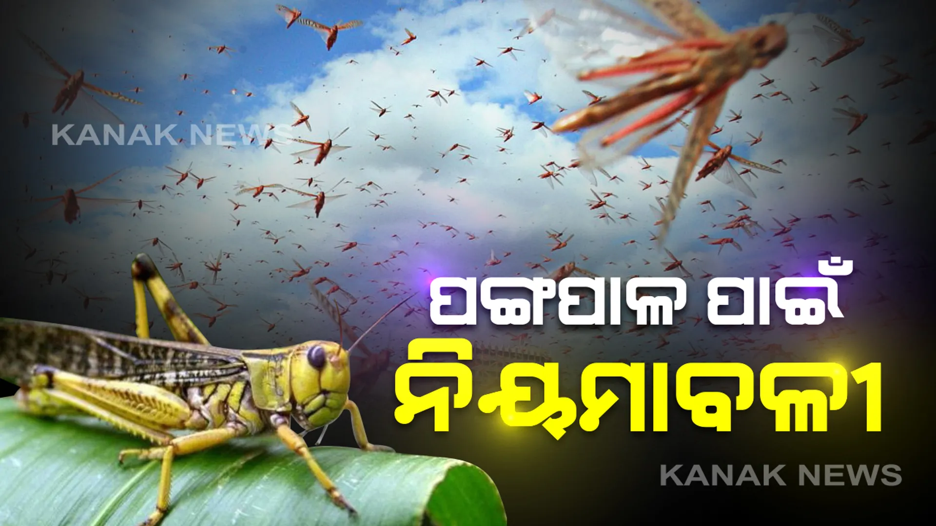 ଛତିଶଗଡ ଛୁଇଁଲେ ପଙ୍ଗପାଳ: ମୁକାବିଲା ପାଇଁ ନିୟମାବଳୀ ଜାରି କଲେ ରାଜ୍ୟ ସରକାର; ପ୍ରତି ଜିଲ୍ଲାରେ ରହିବେ ନୋଡାଲ ଅଫିସର,କଂଟ୍ରୋଲ ରୁମରୁ କରାଯିବ ନିୟନ୍ତ୍ରଣ