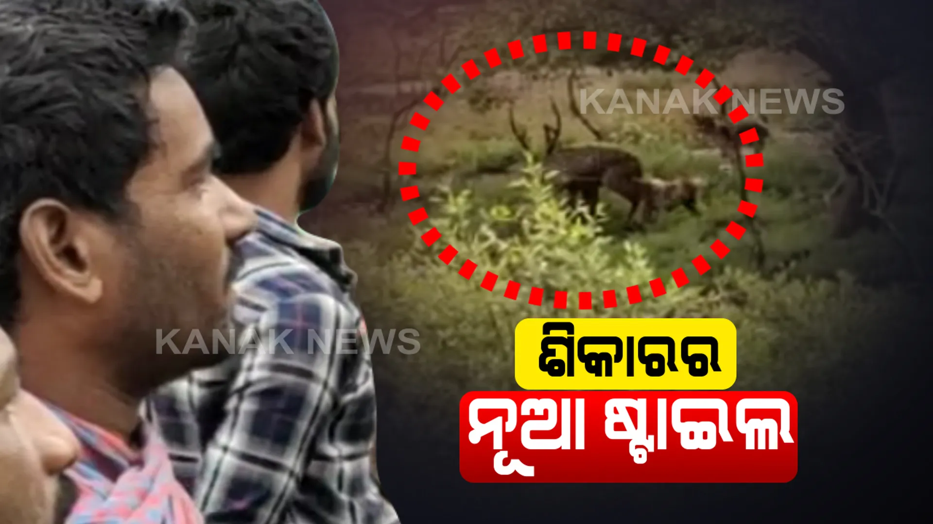 ଭିତର କନିକାରେ ହରିଣ ଶିକାରର ନୂଆ ତରିକା । ଜଙ୍ଗଲ ଭିତରେ ପୋଷାକୁକୁର ଲଗାଇ ନିରୀହ ଜନ୍ତୁକୁ ଶୀକାର କରୁଛନ୍ତି ଶୀକାରୀ : କର୍ତୃପକ୍ଷ ବେଖବର