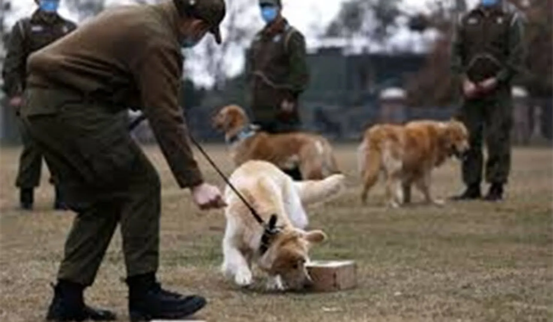 ହୁ ହୁ ବଢୁଛି କରୋନା । ଏଣିକି ଆକ୍ରାନ୍ତଙ୍କୁ ଚିହ୍ନଟ କରିବ ଶ୍ୱାନ, ହେଲେ କେମିତି?