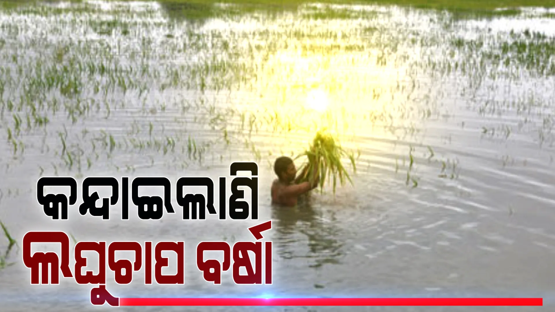 ହିନସ୍ତା କଲାଣି ଲଘୁଚାପ ଜନିତ ଲଗାଣ ବର୍ଷା । କେଉଁଠି ବନ୍ୟା ପାଣି ଗାଁ ଭିତରେ ପସିଲାଣି ତ ଆଉ କେଉଁଠି ଚାଷ ଜମିକୁ ନଷ୍ଟ କରିପକାଇଲାଣି