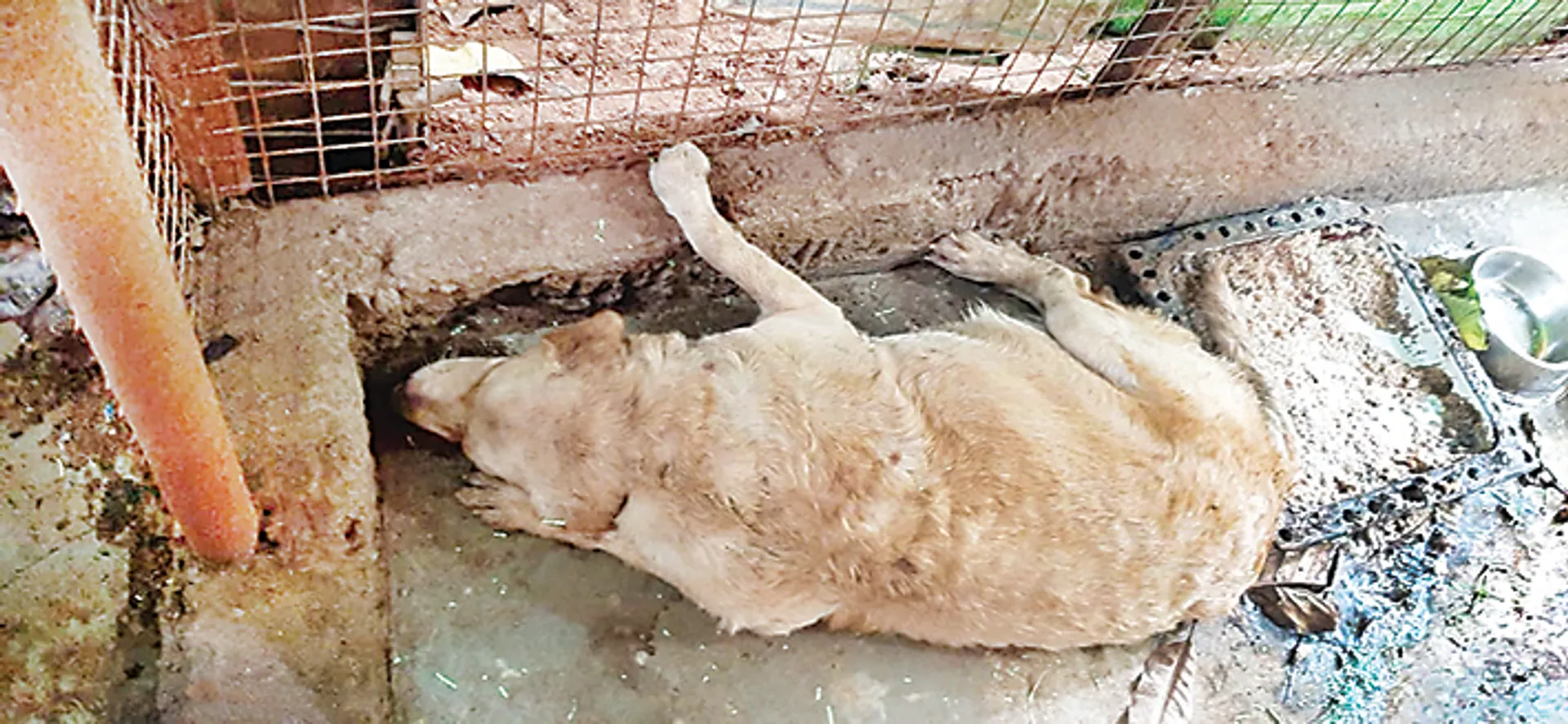 ଋଣ ସୁଝିଦେଲେ ପୋଷା କୁକୁର । ସାପ ସହ ଲଢେଇ କରି କରି ଜୀବନ ହରାଇଲେ, ସିସିଟିଭିରୁ ସ୍ପଷ୍ଟ ହେଲା ଚିତ୍ର