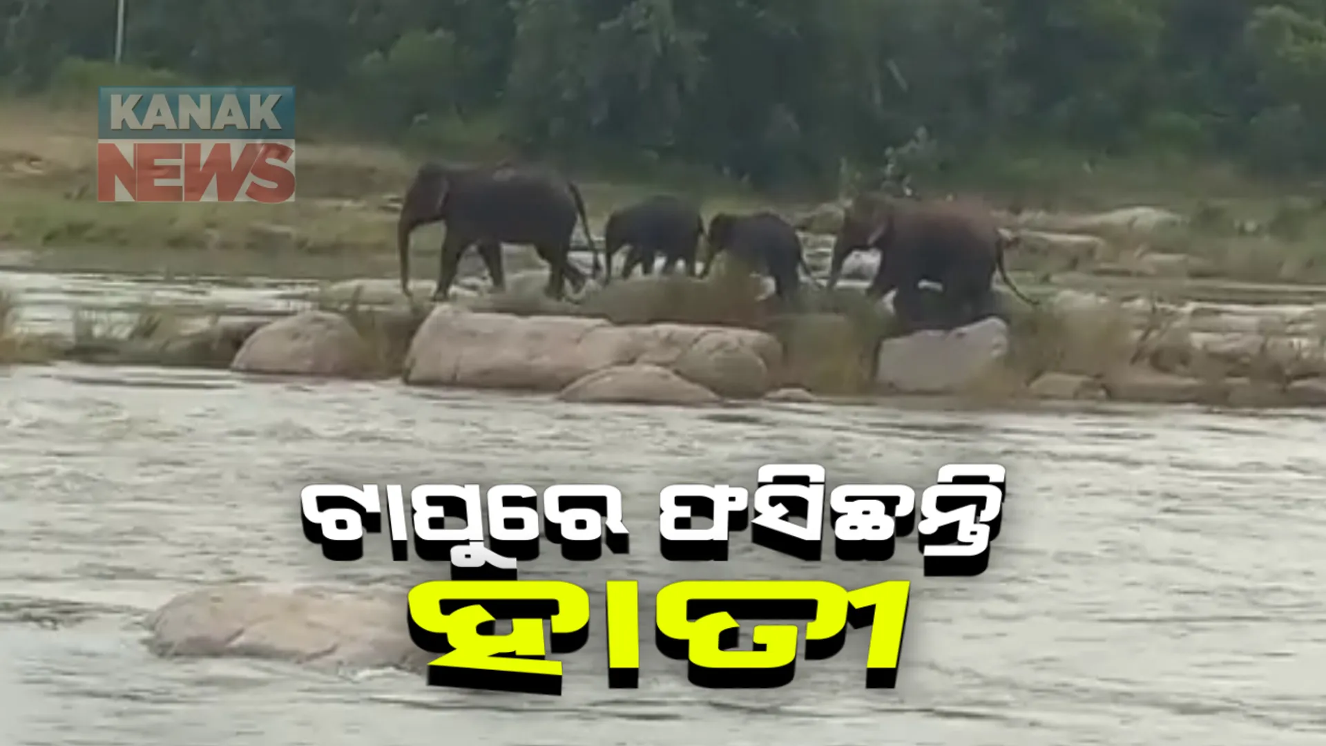 ଟାପୁରେ ଫସିଛନ୍ତି ହାତୀ । ଅଙ୍ଗ ନଦୀରେ ବନ୍ୟା ପାଣି ଆସିଥିବାରୁ ପଦ୍ମପୁର ଘନାମାଲଠାରେ ଫସିରହିଛନ୍ତି ୪ଟି ହାତୀ