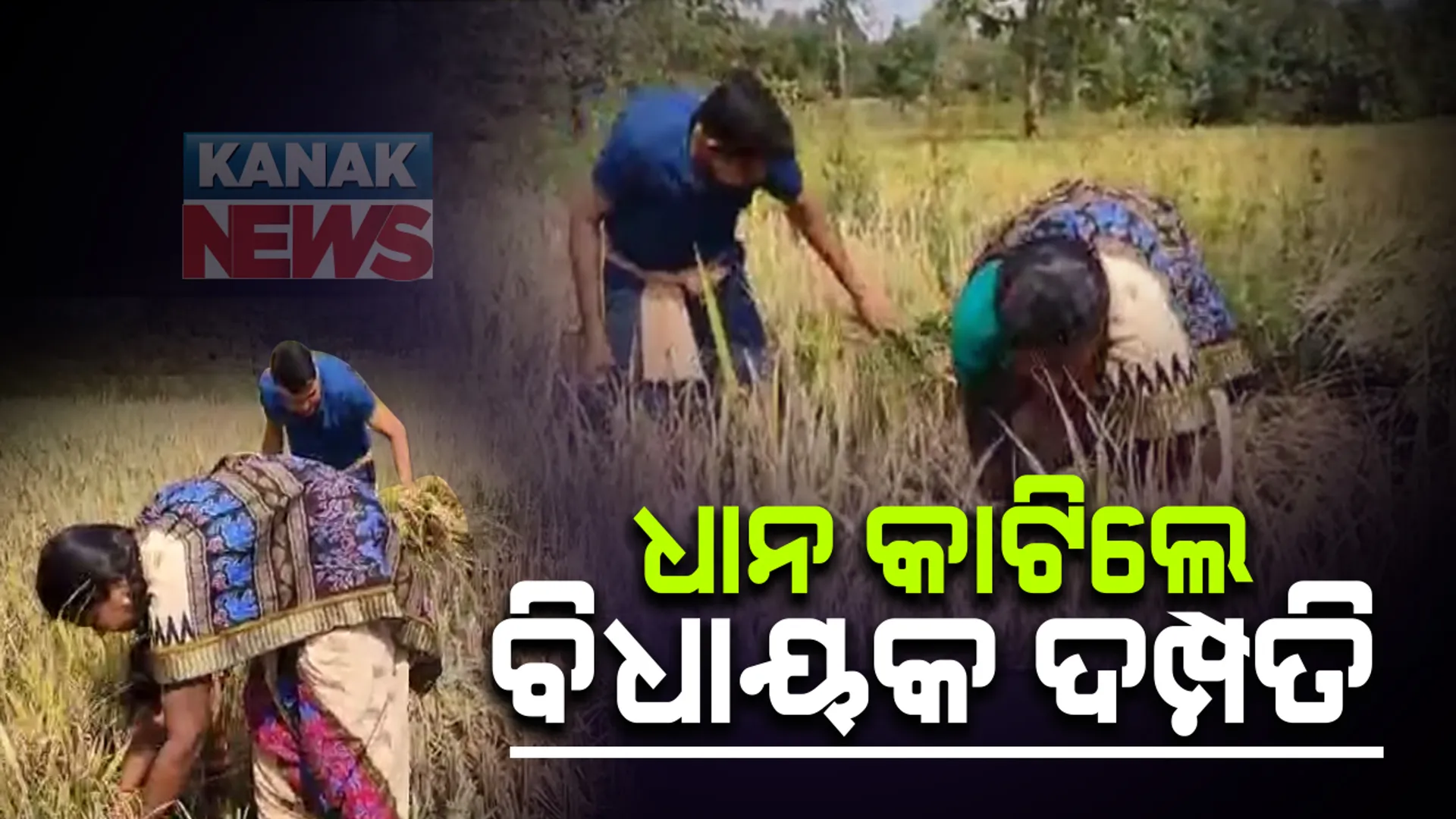 ନବରଙ୍ଗପୁରରୁ ଆସିଲା ରୋଚକ ଚିତ୍ର । କରୋନା କାଳରେ ଧାନ ବିଲରେ ଧାନ କାଟୁଛନ୍ତି ବିଧାୟକ ଦମ୍ପତି । ବିଧାୟକ ନିତ୍ୟାନନ୍ଦ ଗଣ୍ଡ କହିଲେ ପ୍ରଥମେ ମୁଁ ଚାଷୀ, ତା ପରେ ରାଜନେତା