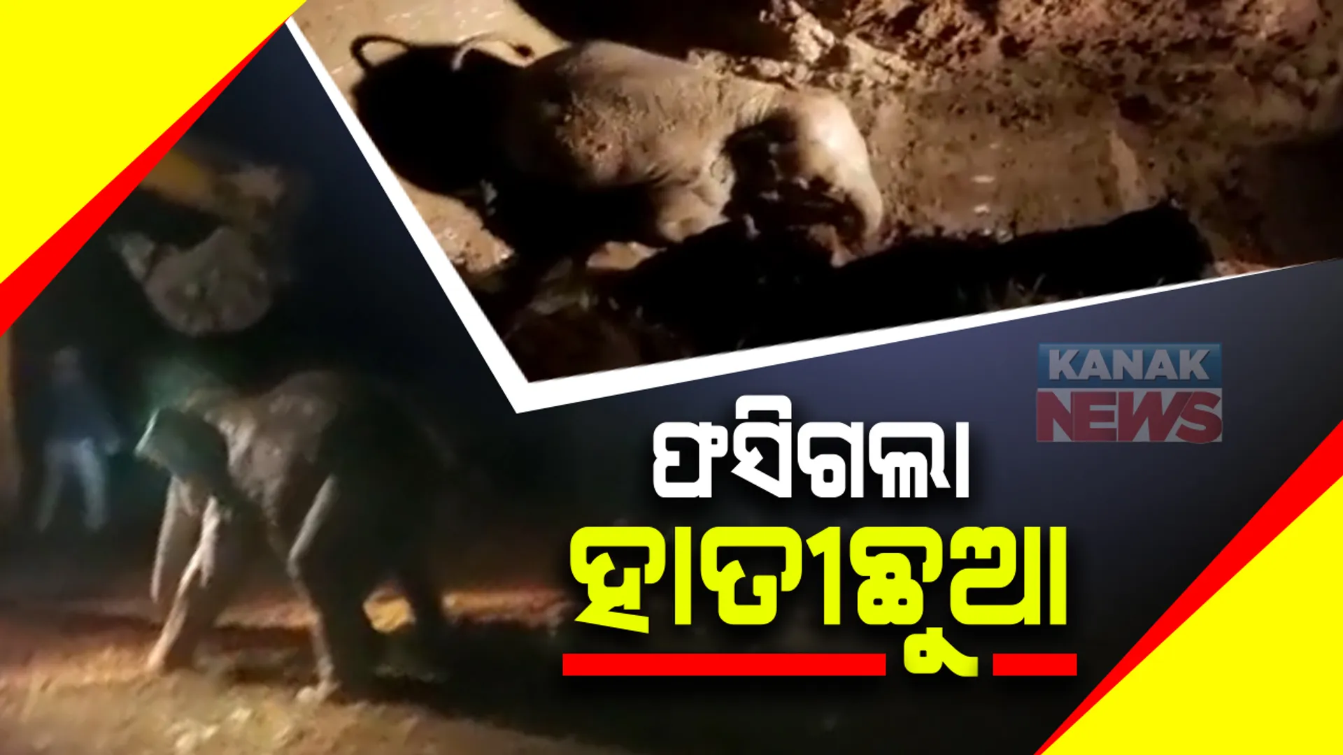 ପରିତ୍ୟକ୍ତ କୂଅରୁ ଉଦ୍ଧାର ହେଲା ହାତୀ ଛୁଆ । ଧାନ ଫସଲ ଖାଇବାକୁ ଆସି ପରିତ୍ୟକ୍ତ କୂଅରେ ଫସିଗଲା ହାତୀ ଛୁଆ । ଅନେକ ପରିଶ୍ରମ ପରେ ବାହାର କଲା ବନବିଭାଗ