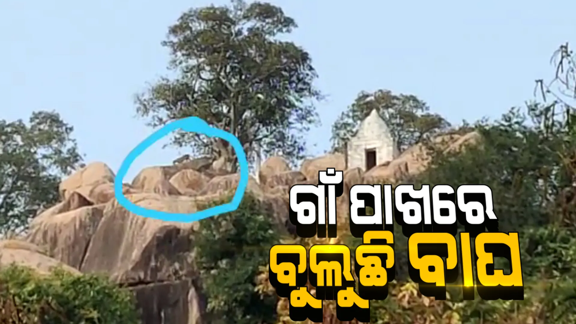 ନୂଆପଡ଼ାରେ ବାଘ ଆତଙ୍କ: ଗାଁ ପାଖ ପାହାଡ଼ରେ ବାଘ ବୁଲିବା ପରେ ଲୋକଙ୍କ ଭିତରେ ଛନକା; ଖରିଆର ରୋଡ଼ର ହଳଦୀ ଜଙ୍ଗଲ ପାଖ ପାହାଡ଼ରେ ବୁଲୁଛି କଲରାପତରିଆ ବାଘ
