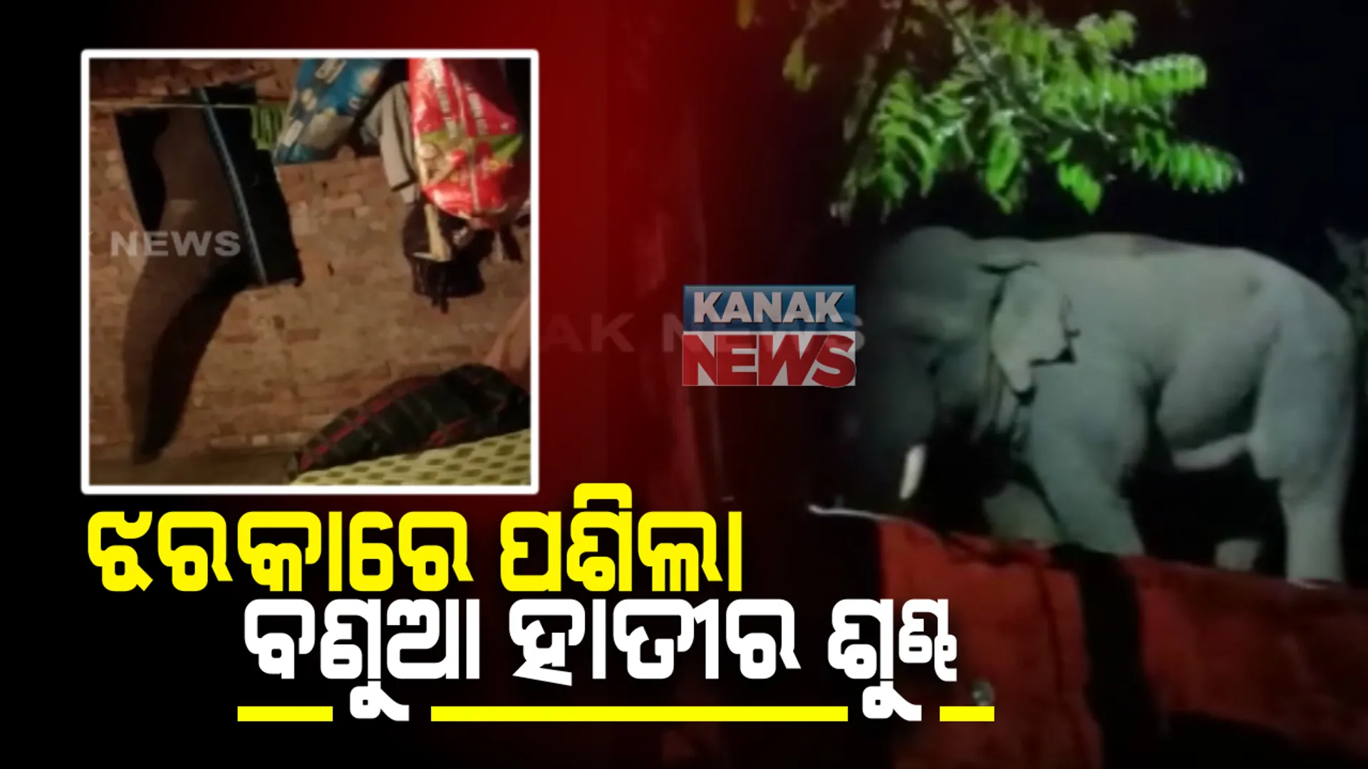 ସମ୍ବଲପୁରରେ ବଣୁଆ ହାତୀଙ୍କ ଉପଦ୍ରବ: ମୁଣ୍ଡେର ଓ ବ୍ରାହ୍ମଣୀପାଲି ଗାଁରେ ଘରେ ପଶି ଭାଙ୍ଗୁଛି ଜିନିଷ ପତ୍ର