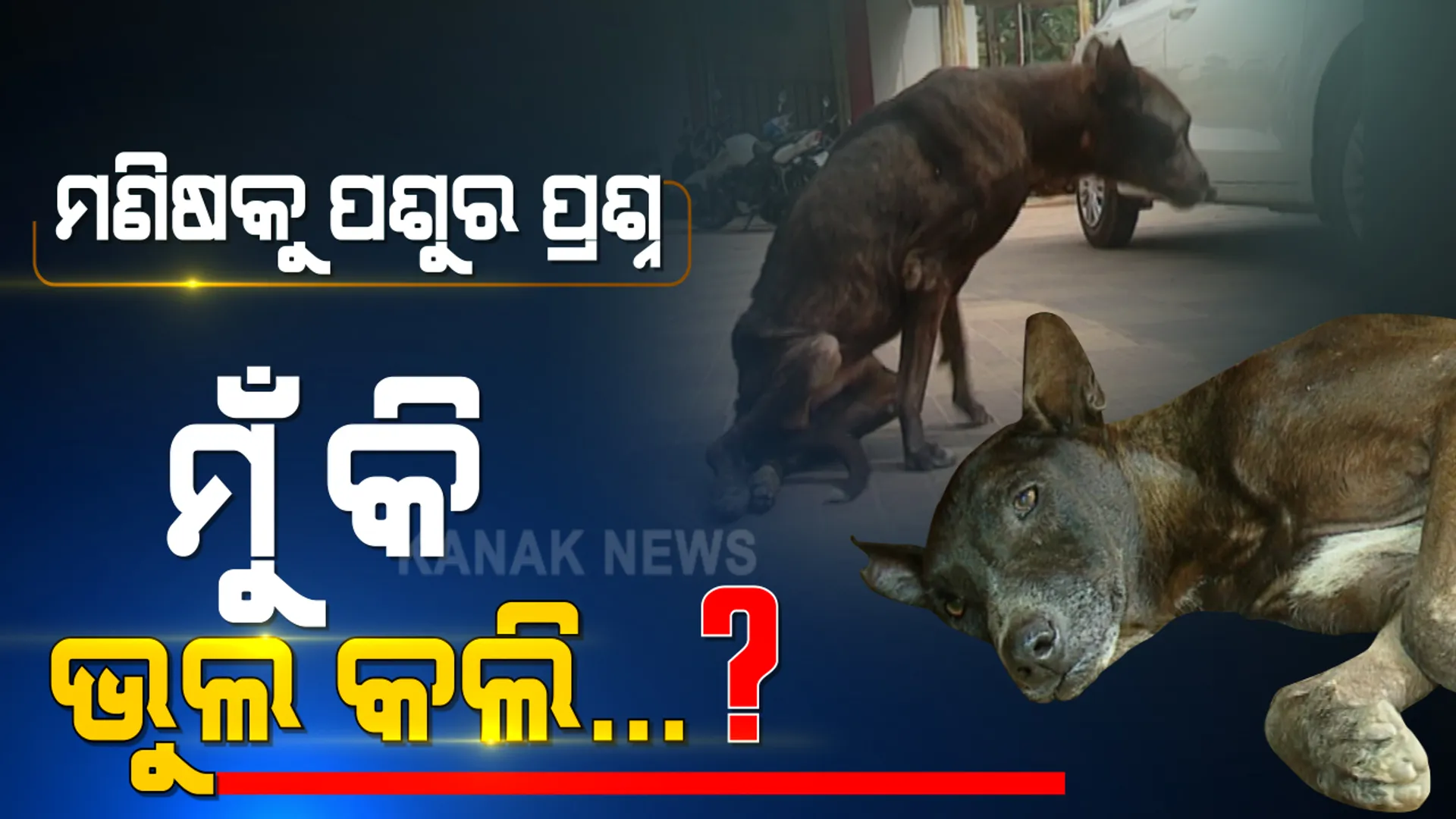 ଅନ୍ଧାର ରାତିରେ କୁକୁର ଉପରେ କାର ଚଢାଇ ଦେଲା ମଣିଷ । ଭାଙ୍ଗିଗଲା ଅଣ୍ଟା, ଅକାମୀ ହୋଇଗଲା ଗୋଡ । ପଶୁର ପ୍ରଶ୍ନ, ହେ ମଣିଷ ! ମୋର କି ଦୋଷ...?