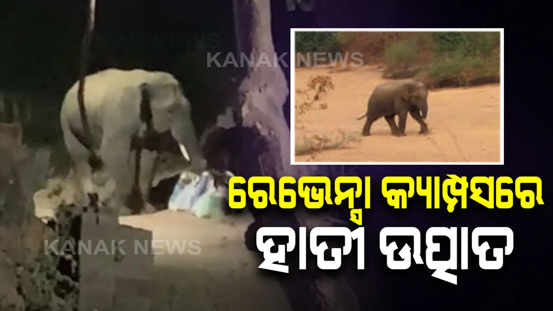 ବିଶ୍ୱବିଦ୍ୟାଳୟ କ୍ୟାମ୍ପସରେ ହାତୀ ଆତଙ୍କ : ନରାଜ ସ୍ଥିତ ରେଭେନ୍ସା ବିଶ୍ୱବିଦ୍ୟାଳୟର ଦ୍ୱିତୀୟ କ୍ୟାମ୍ପସରେ ରାତି ଅଧିଆ ହାତୀଙ୍କ ଉତ୍ପାତ