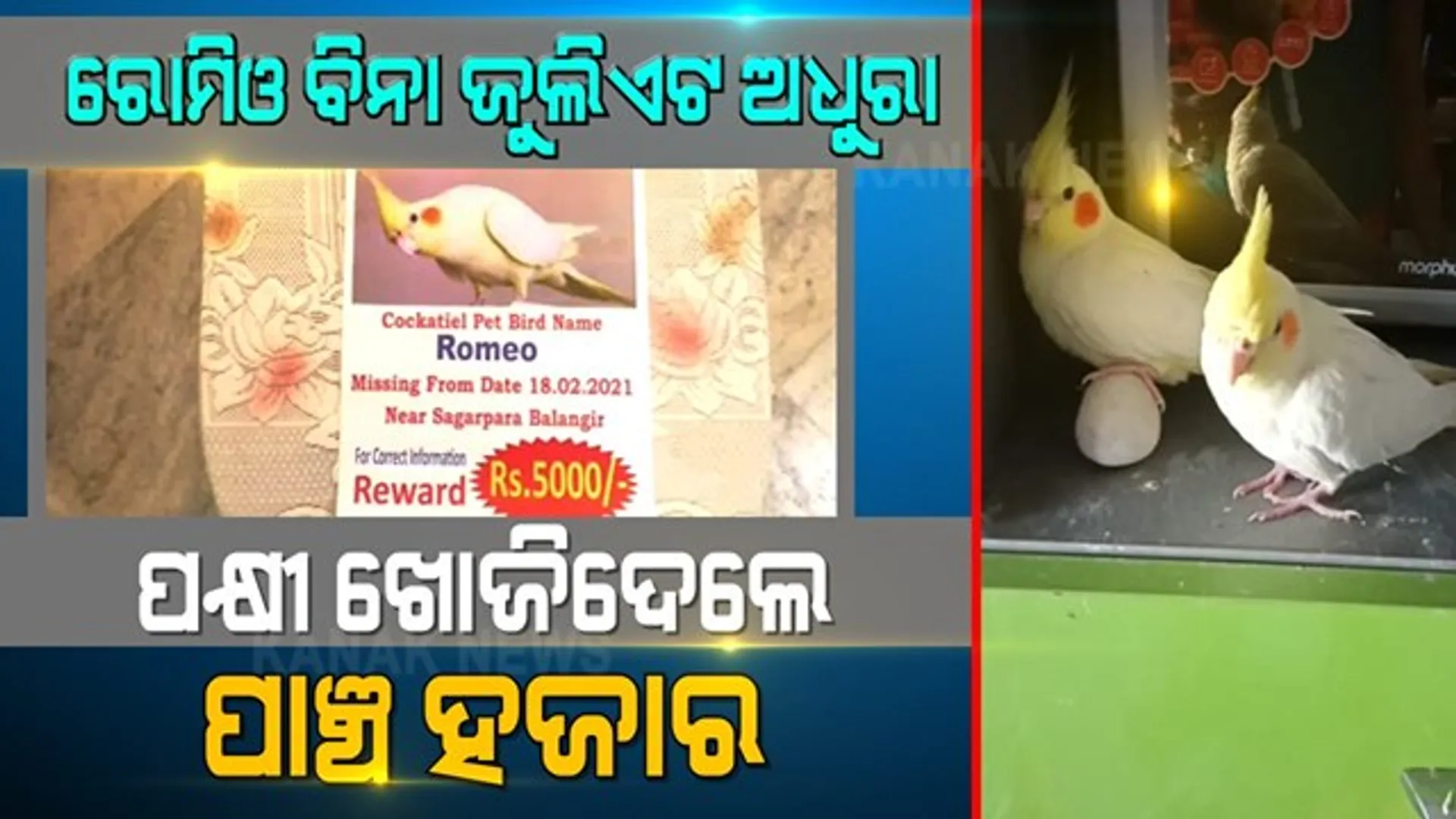 ରୋମିଓ ନିଖୋଜ ପରେ ଜୁଲିଏଟ ଆଖିରେ ନାହିଁ ନିଦ । ବିଚ୍ଛେଦର ଯନ୍ତ୍ରଣା ଦେଖି ମରାଗଲା ପୋଷ୍ଟର । ରୋମିଓକୁ ଖୋଜିଦେଲେ ପାଞ୍ଚ ହଜାର ପୁରସ୍କାର ।